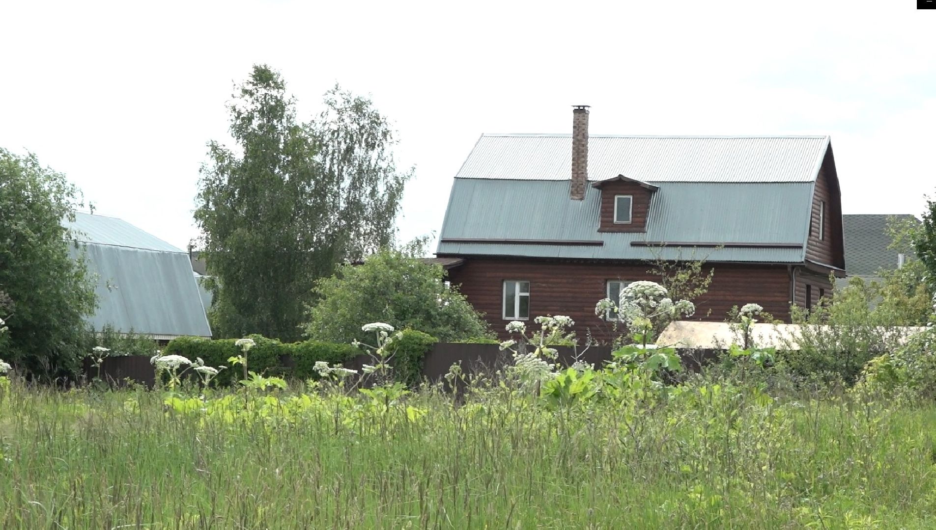 борщевик Сосновского, борьба с борщевиком, Домодедово, экология,