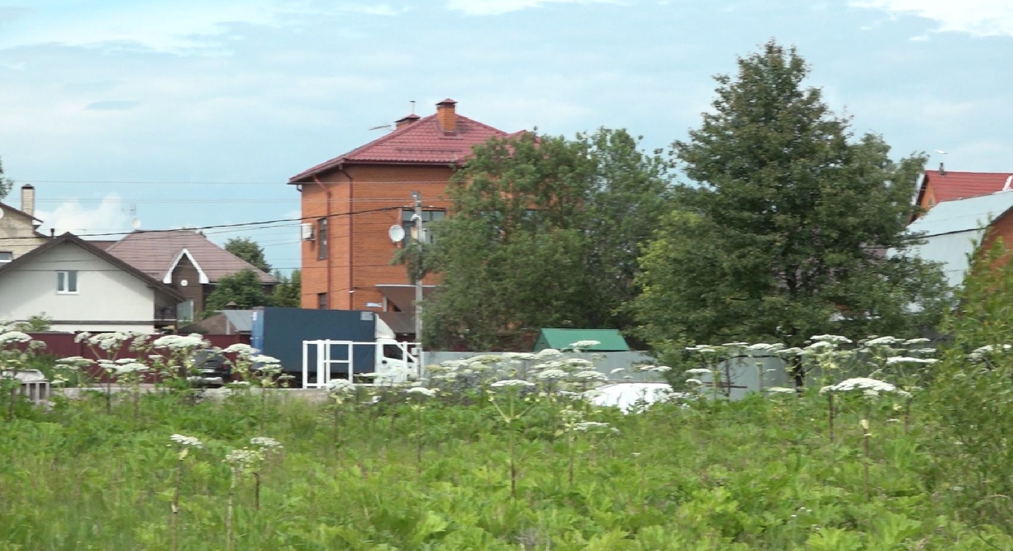 борщевик Сосновского, борьба с борщевиком, Домодедово, экология,