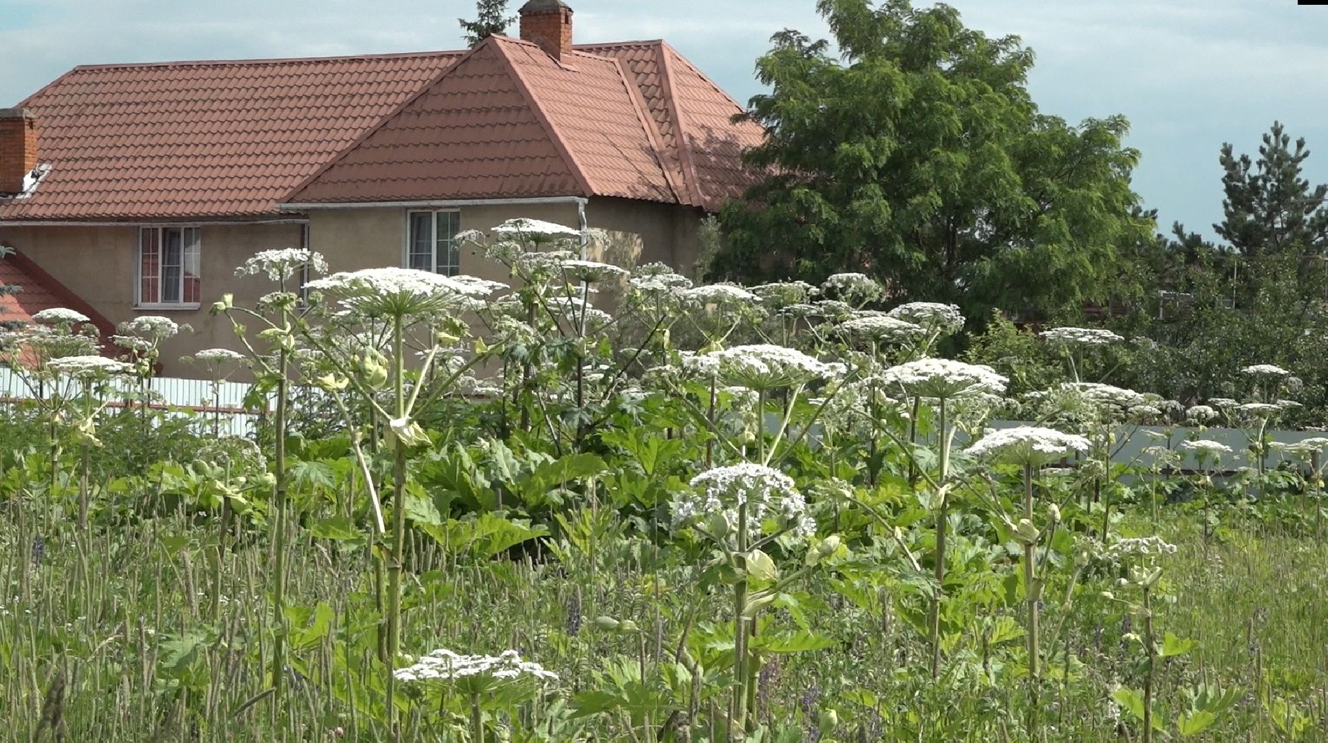 борщевик Сосновского, борьба с борщевиком, Домодедово, экология,