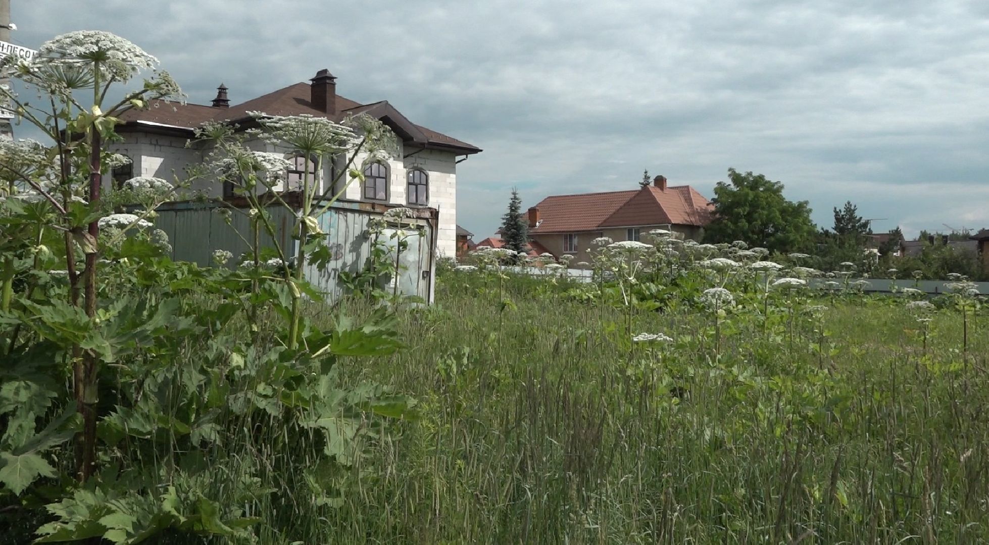 борщевик Сосновского, борьба с борщевиком, Домодедово, экология,