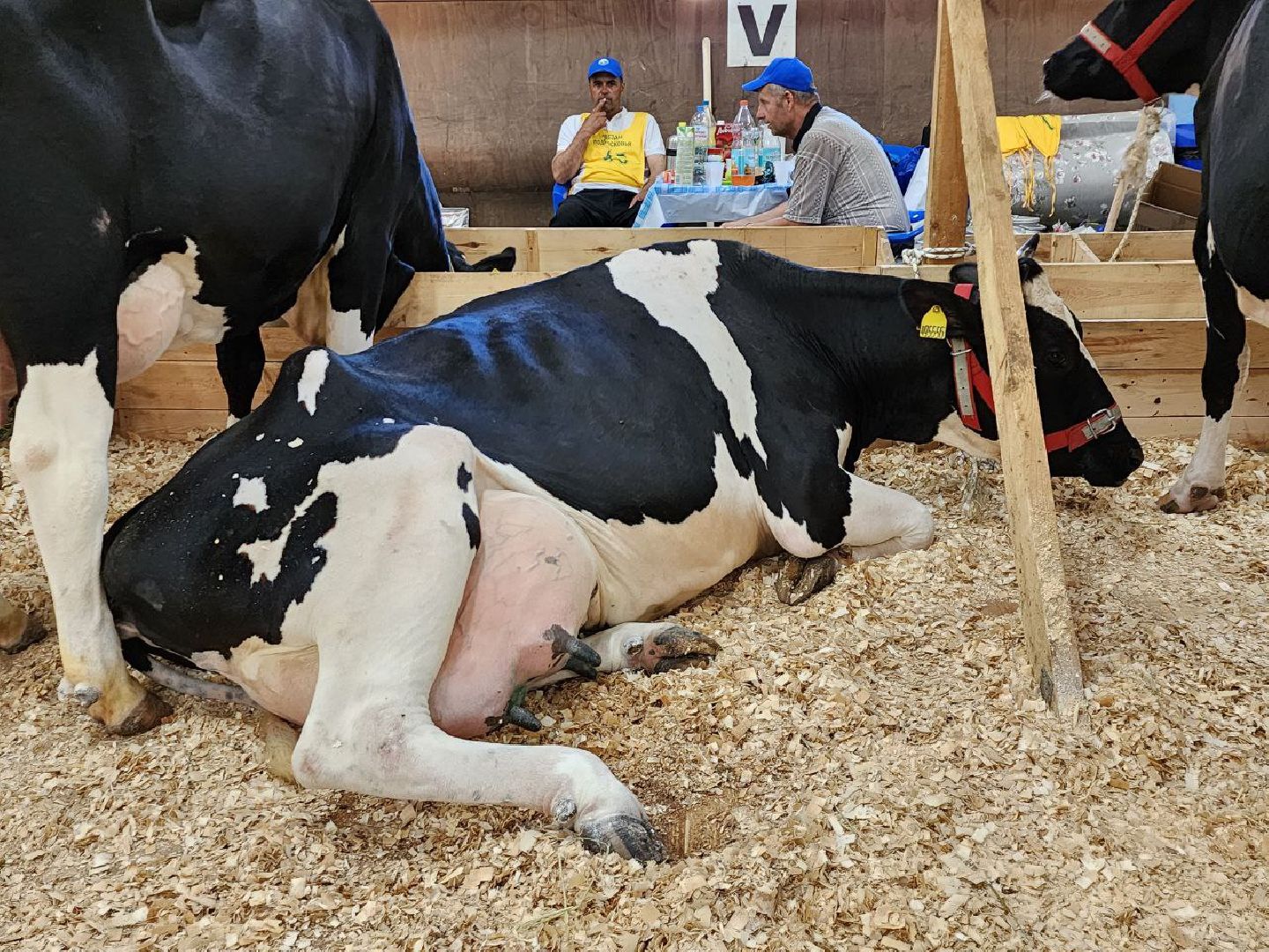 животноводство, агропромышленные комплексы, звезды подмосковья - 2024, Сельское хозяйство, племенное хозяйство, коровы, ленинский городской округ,