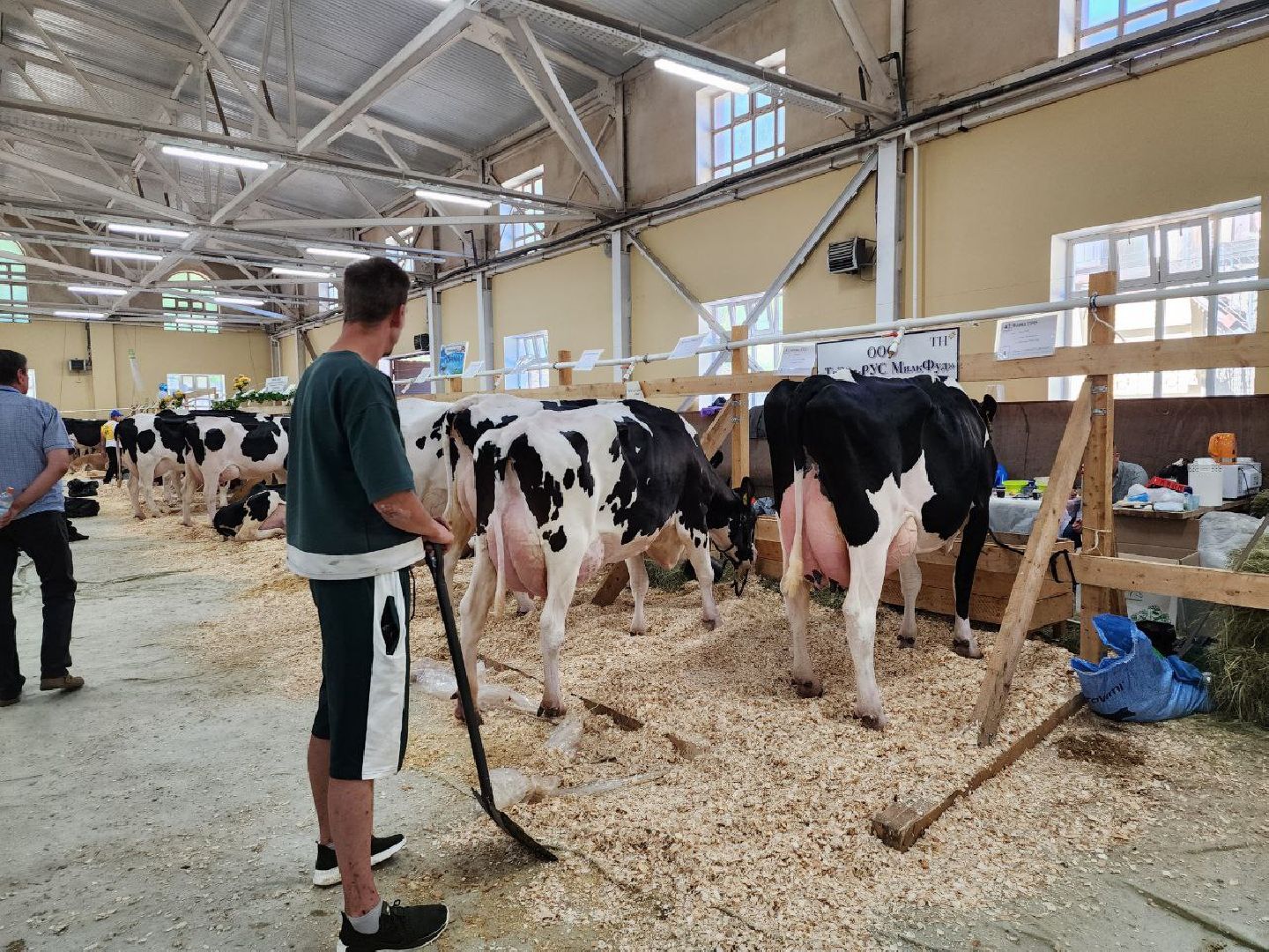 животноводство, агропромышленные комплексы, звезды подмосковья - 2024, Сельское хозяйство, племенное хозяйство, коровы, ленинский городской округ,