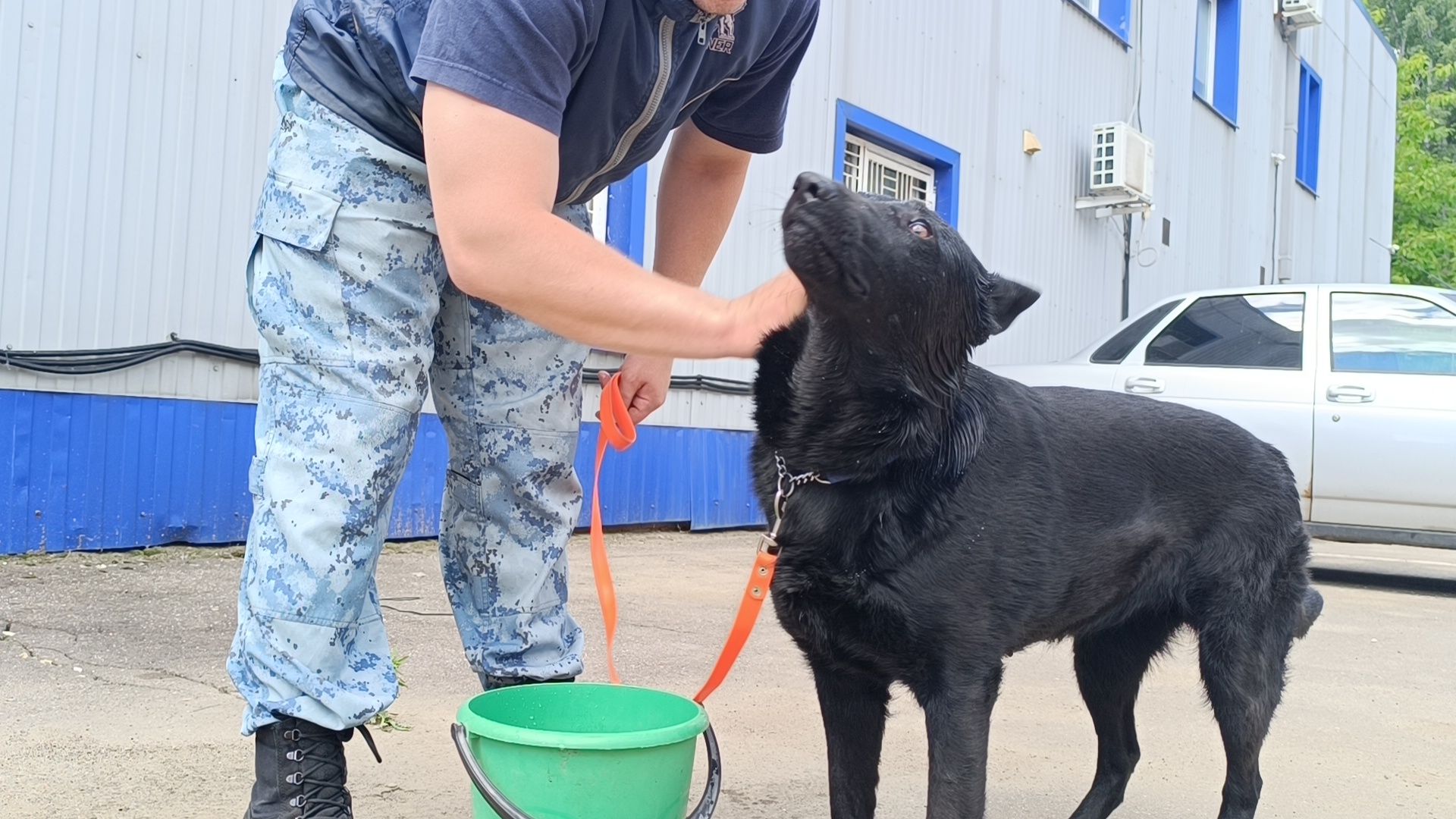 кинолог, полиция, лобня, собака,