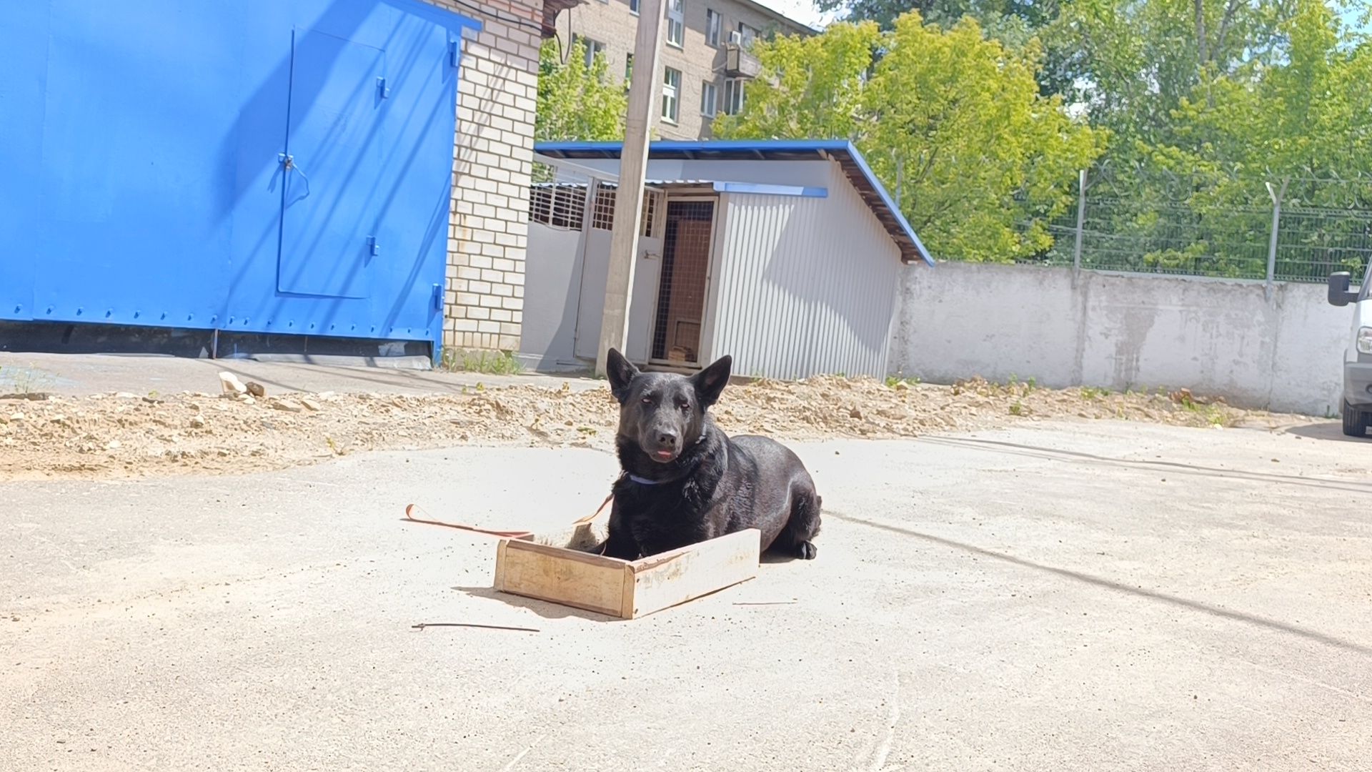 кинолог, полиция, лобня, собака,