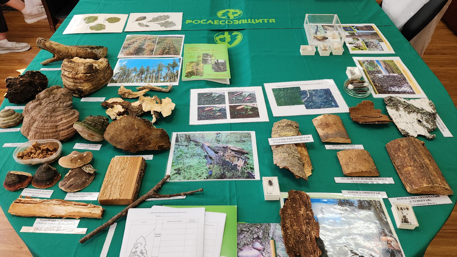 пушкино, защита природы, лес, лесная охрана, детский лагерь, школьники, экскурсия для школьников,