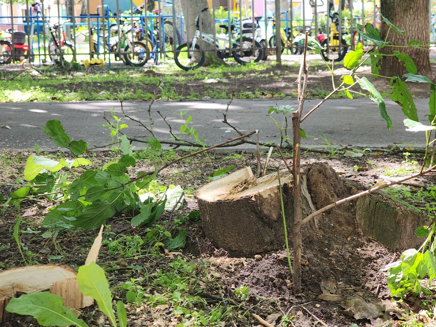 Черноголовка, Благоустройство, жкх, деревья,