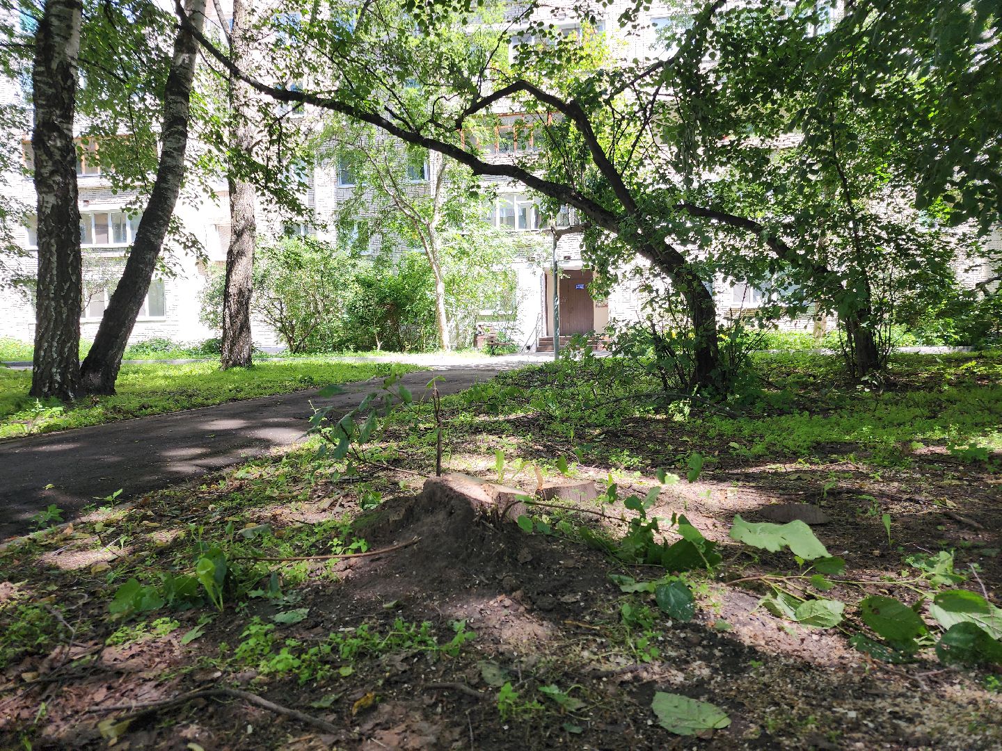 Черноголовка, Благоустройство, жкх, деревья,