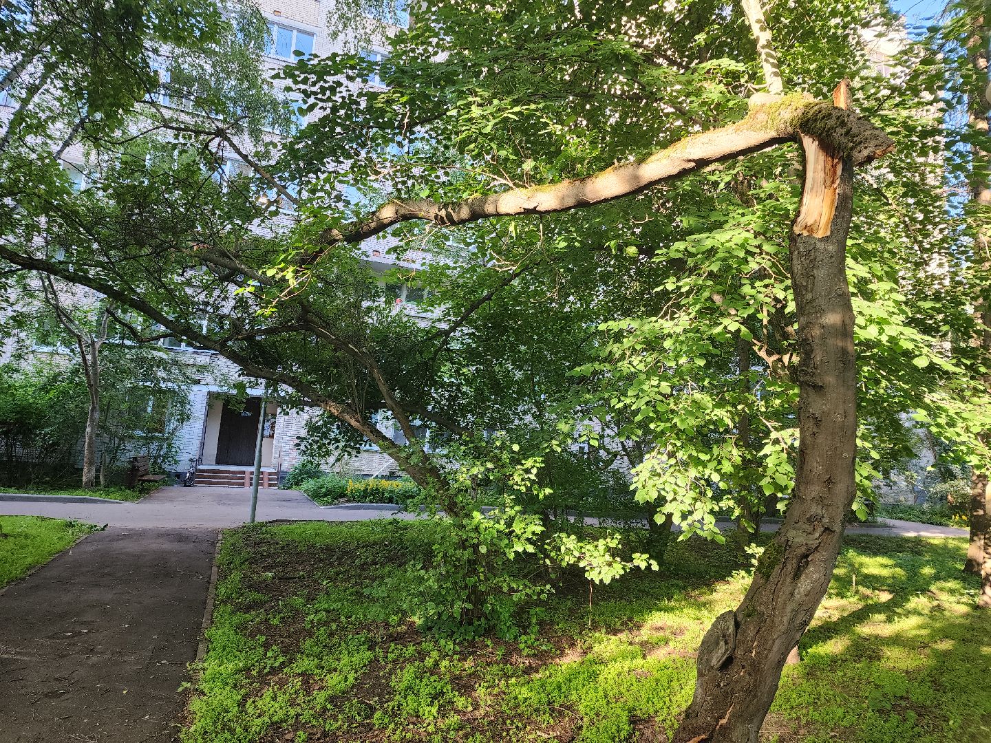 Черноголовка, Благоустройство, жкх, деревья,