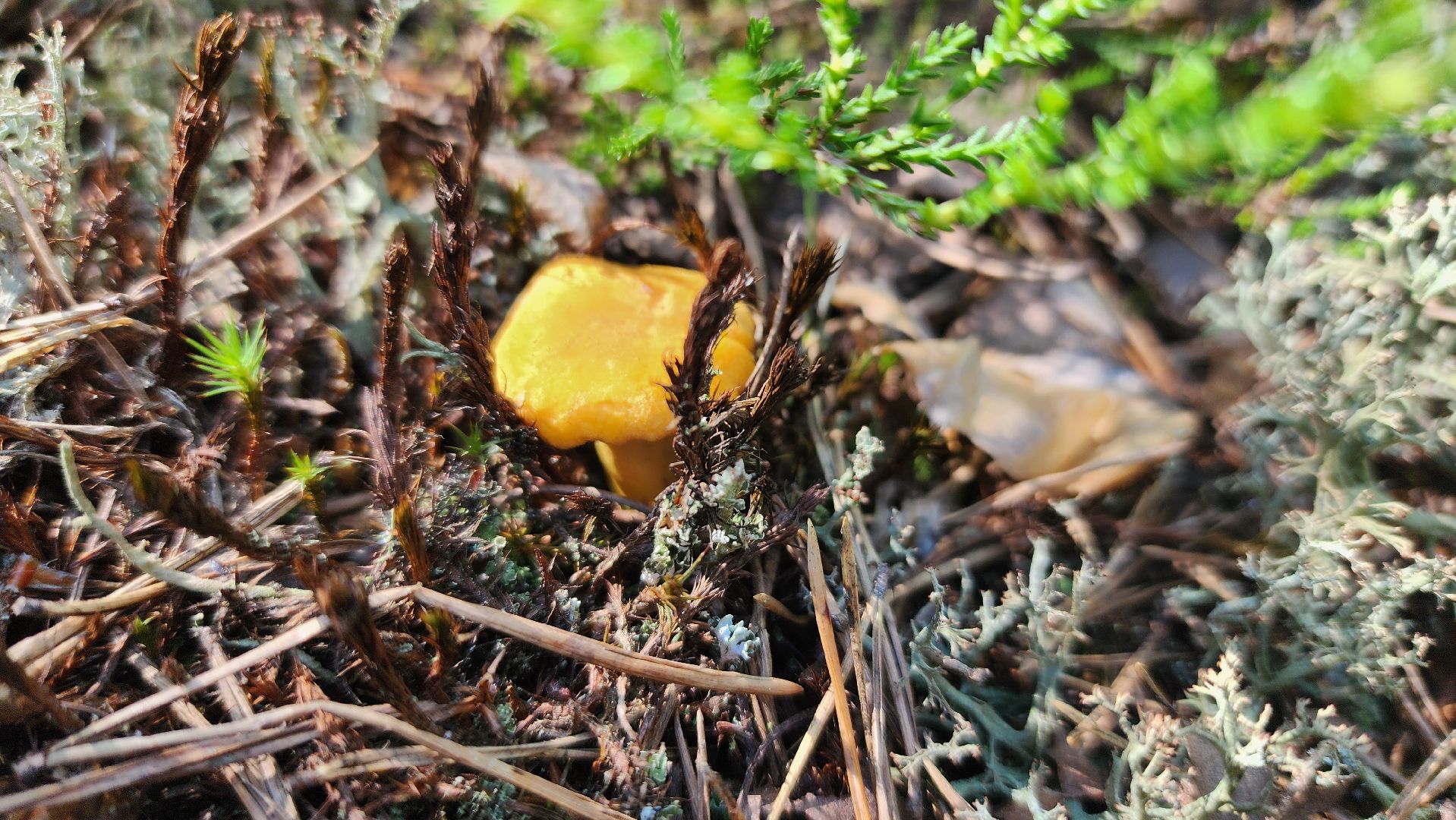 лисички, грибной сезон, Рошаль, Большая Шатура, грибы,