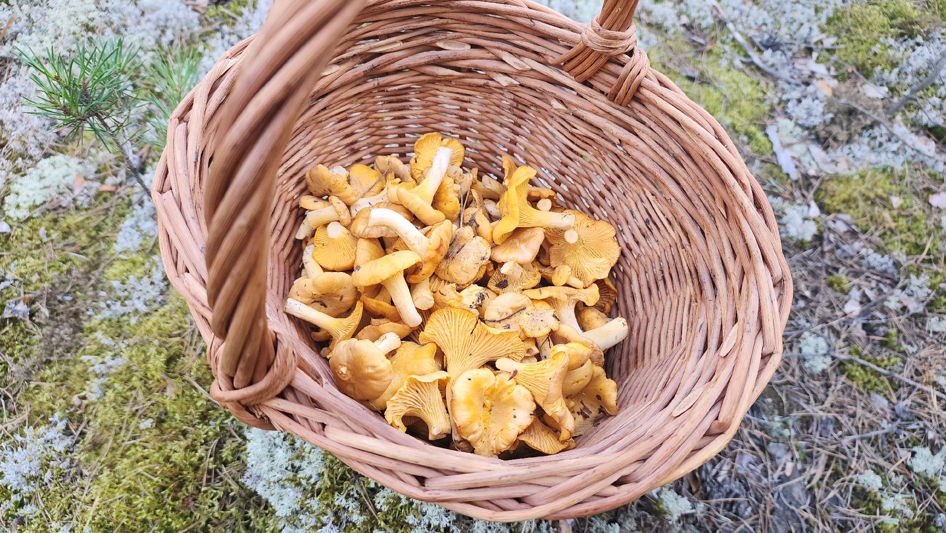 лисички, грибной сезон, Рошаль, Большая Шатура, грибы,