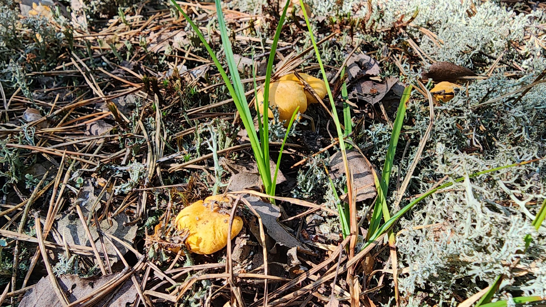 лисички, грибной сезон, Рошаль, Большая Шатура, грибы,