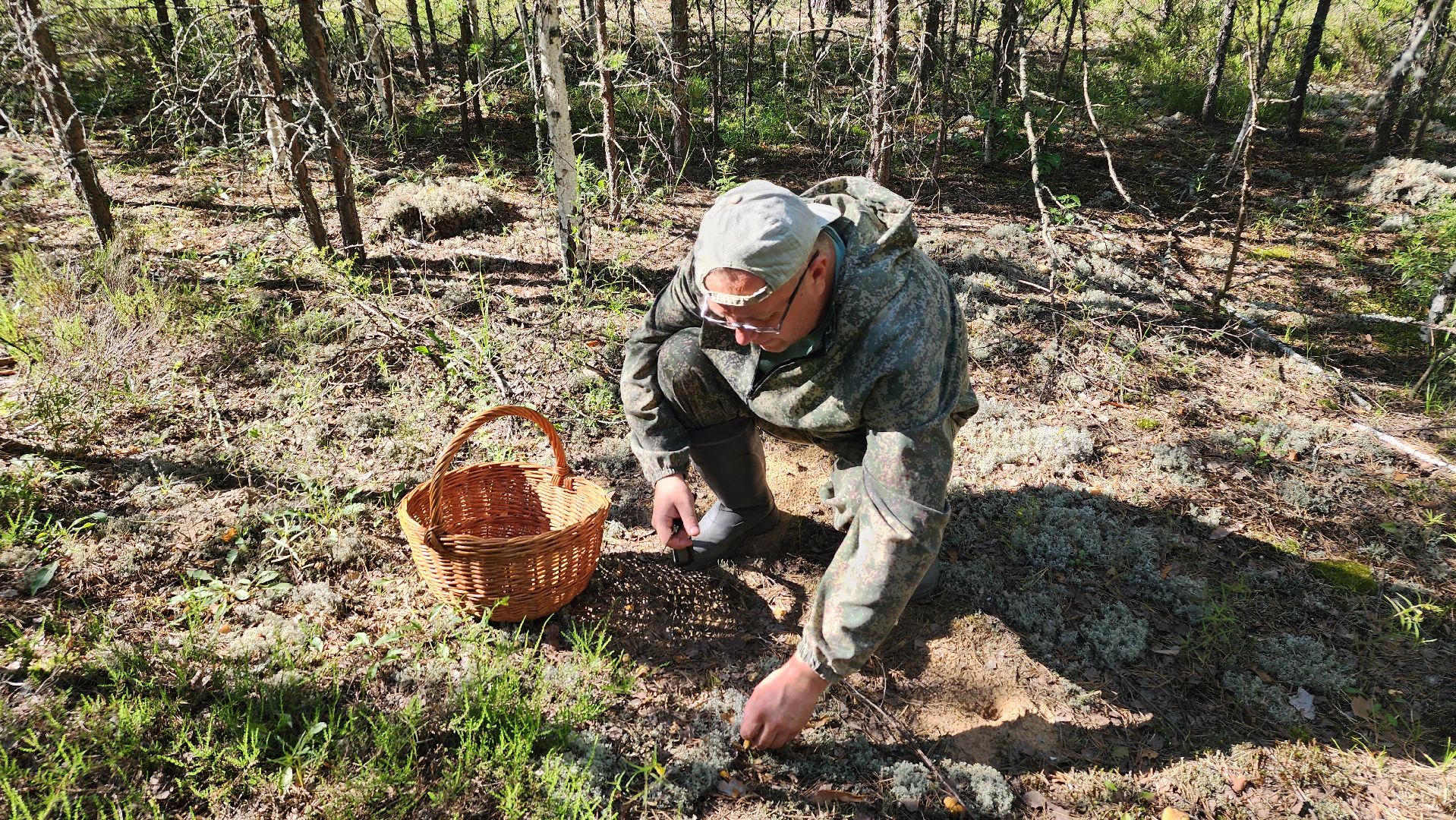 лисички, грибной сезон, Рошаль, Большая Шатура, грибы,