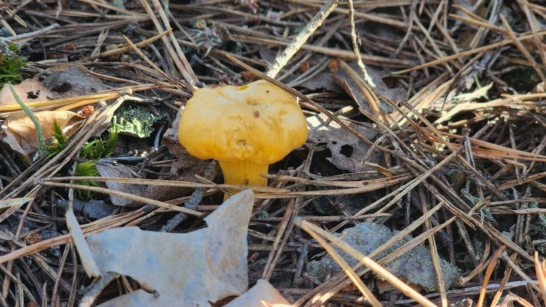 лисички, грибной сезон, Рошаль, Большая Шатура, грибы,