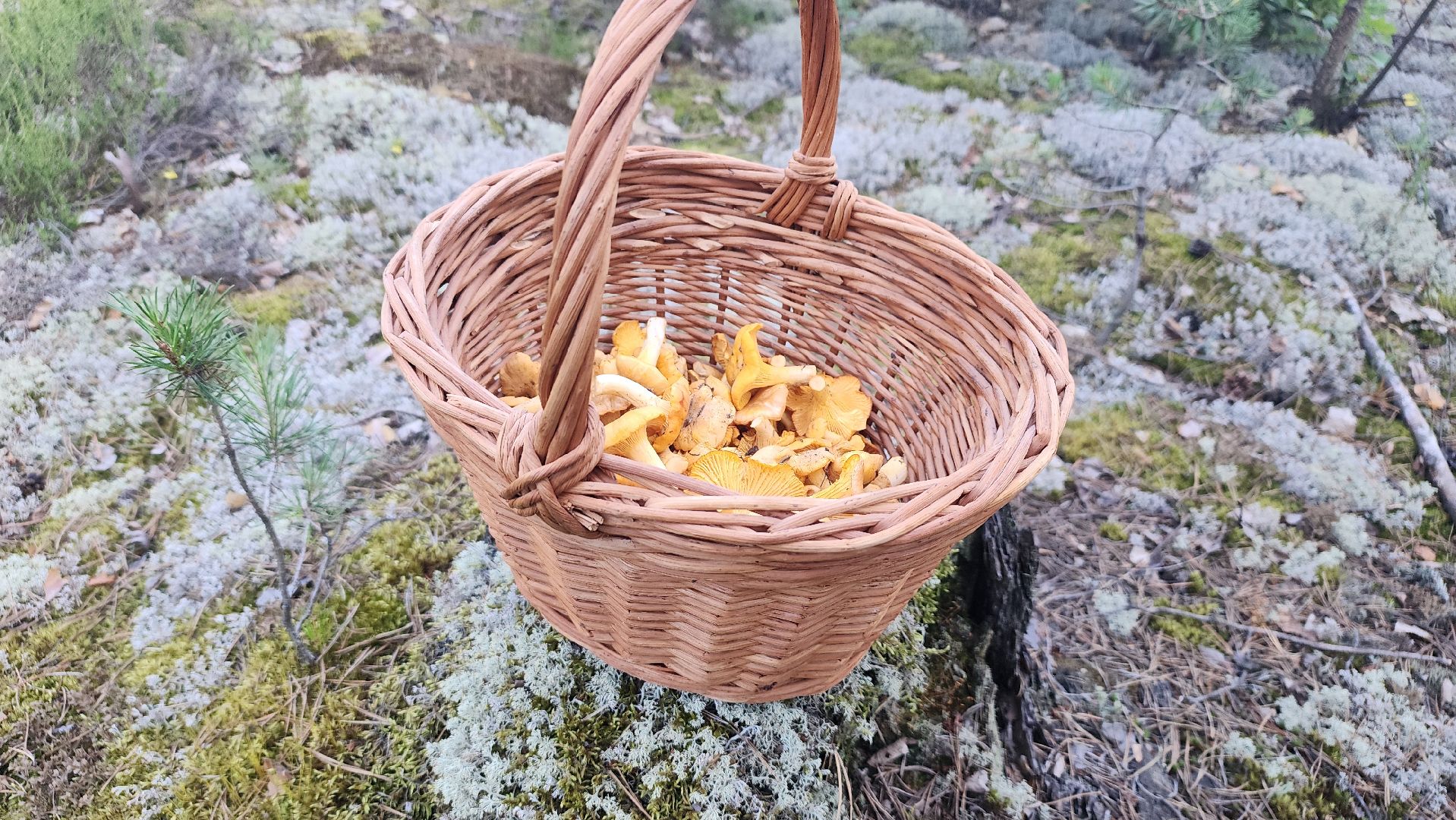 лисички, грибной сезон, Рошаль, Большая Шатура, грибы,