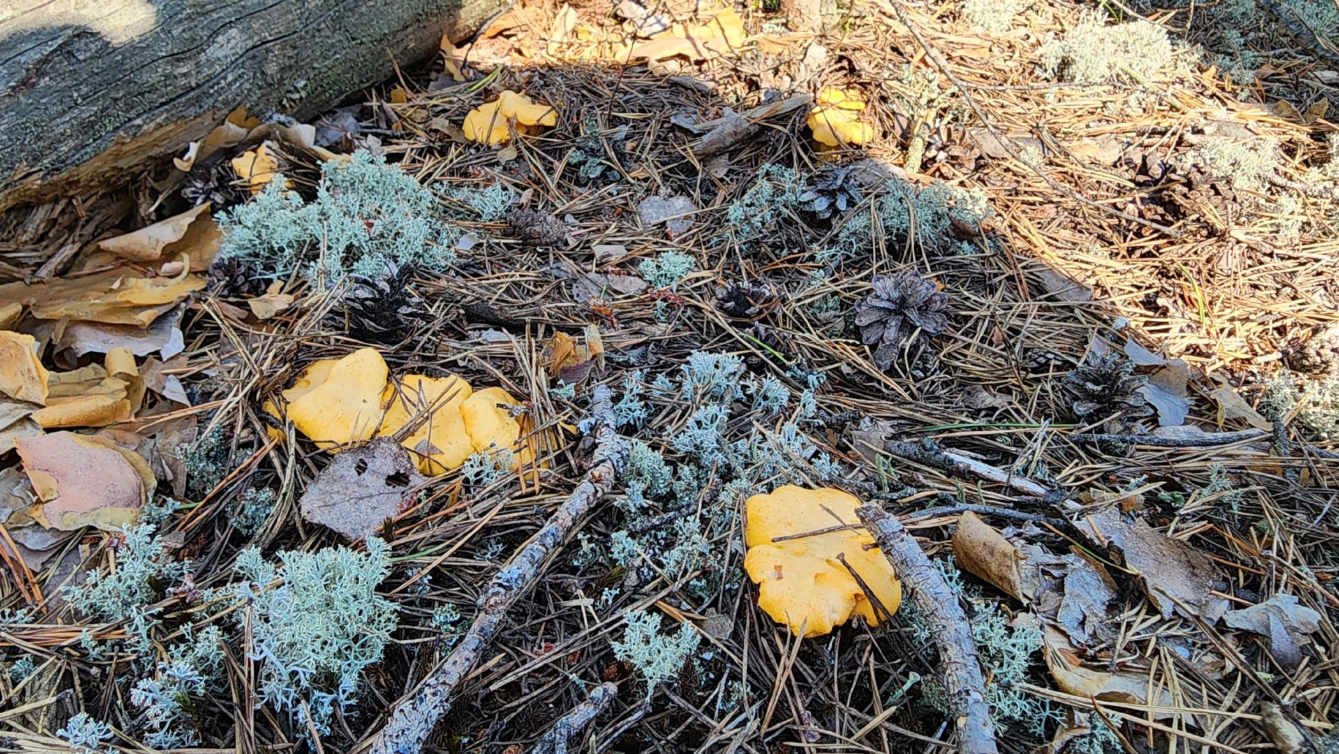 лисички, грибной сезон, Рошаль, Большая Шатура, грибы,