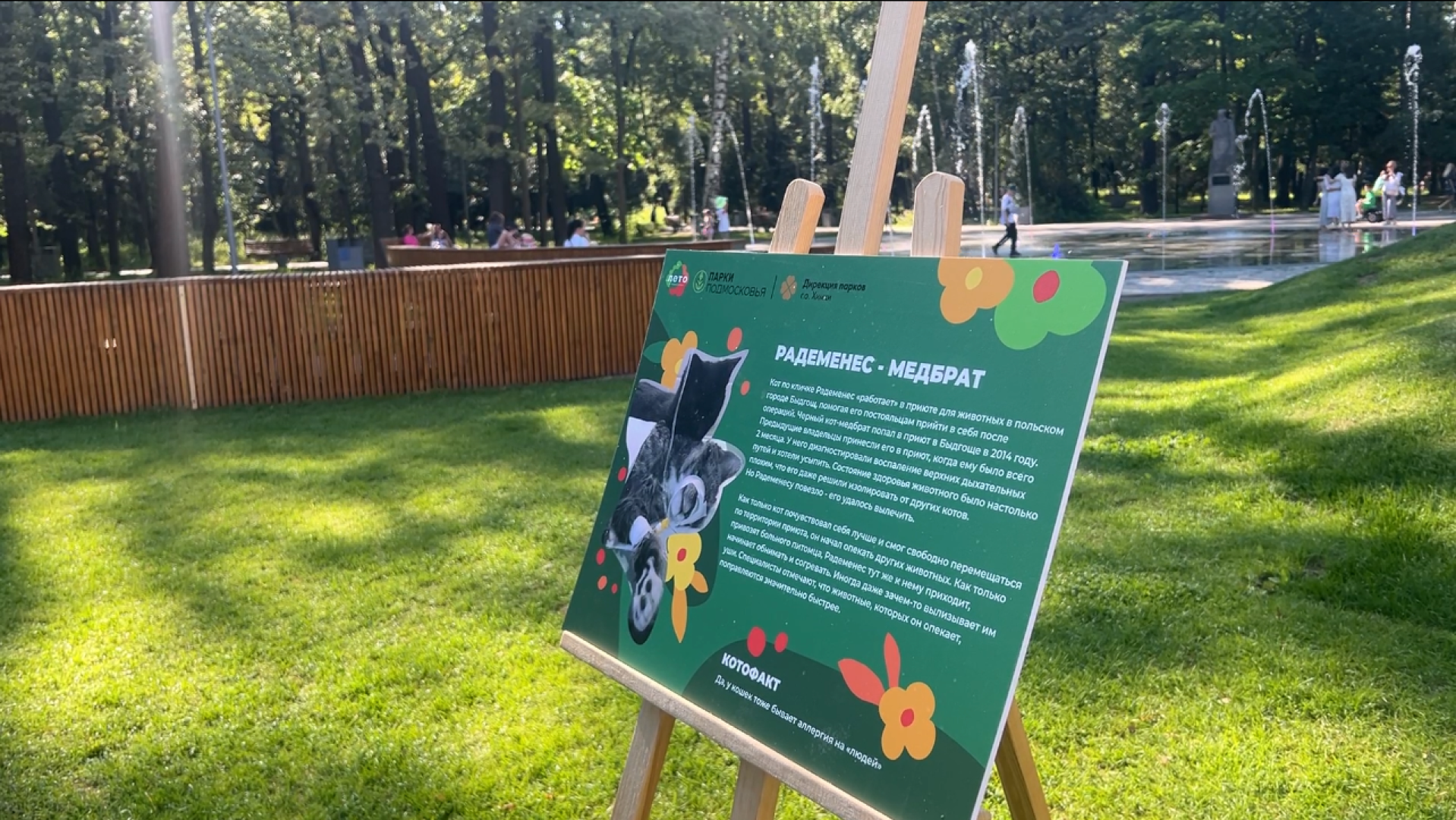 химки, кошки, парк, детский праздник, дети,