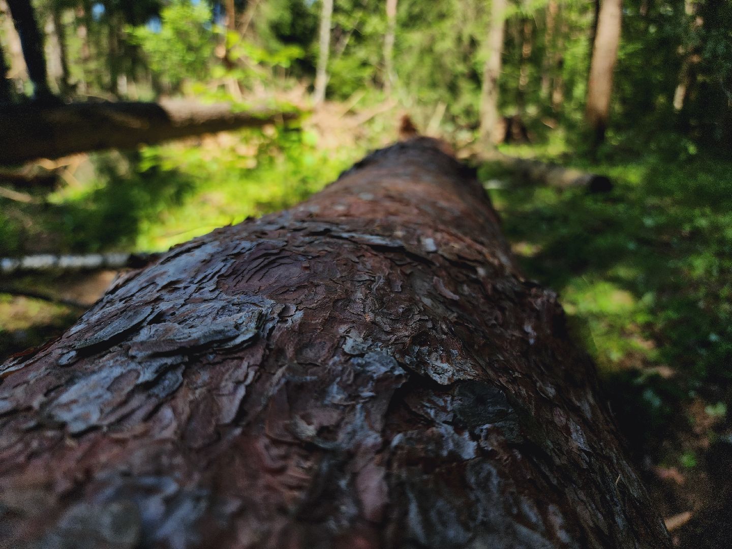Егорьевск, Лес, егорьевское лесничество, лесники, ураган, подмосоковье, Московская область,