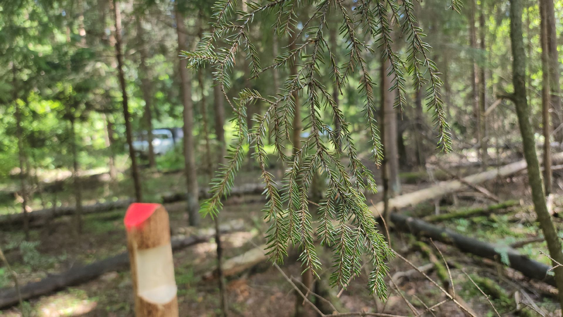 Егорьевск, Лес, егорьевское лесничество, лесники, ураган, подмосоковье, Московская область,