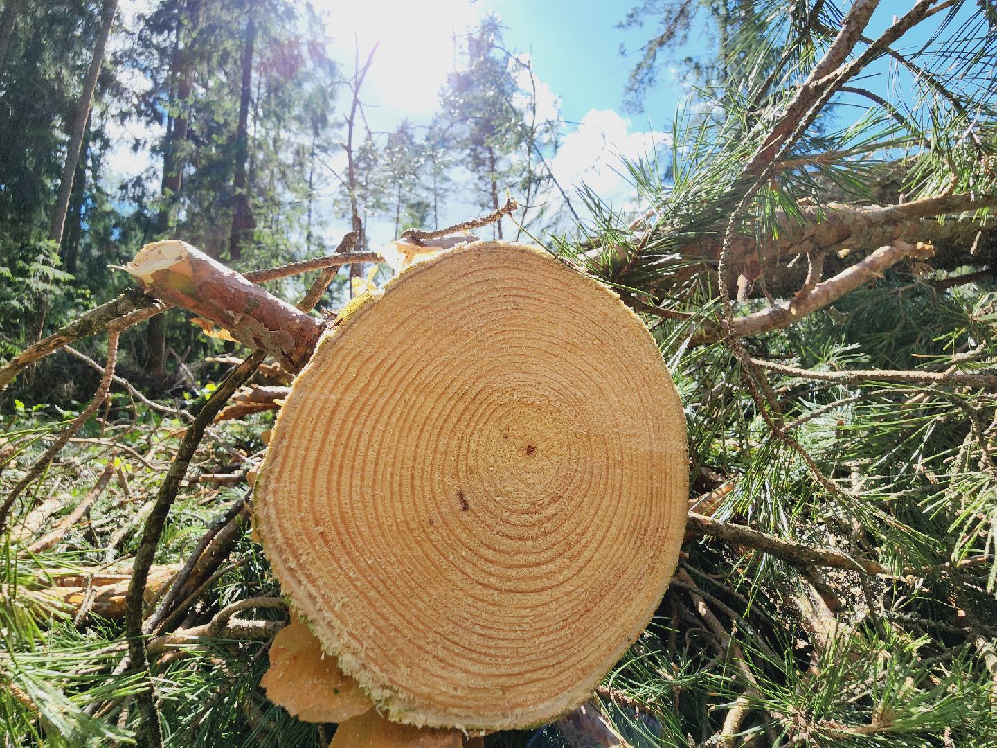 Егорьевск, Лес, егорьевское лесничество, лесники, ураган, подмосоковье, Московская область,