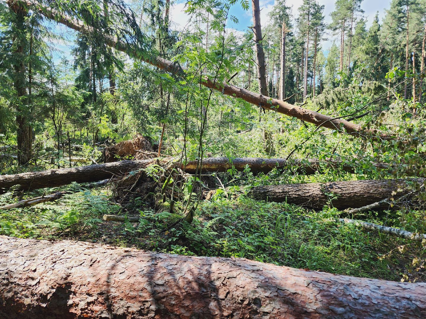 Егорьевск, Лес, егорьевское лесничество, лесники, ураган, подмосоковье, Московская область,