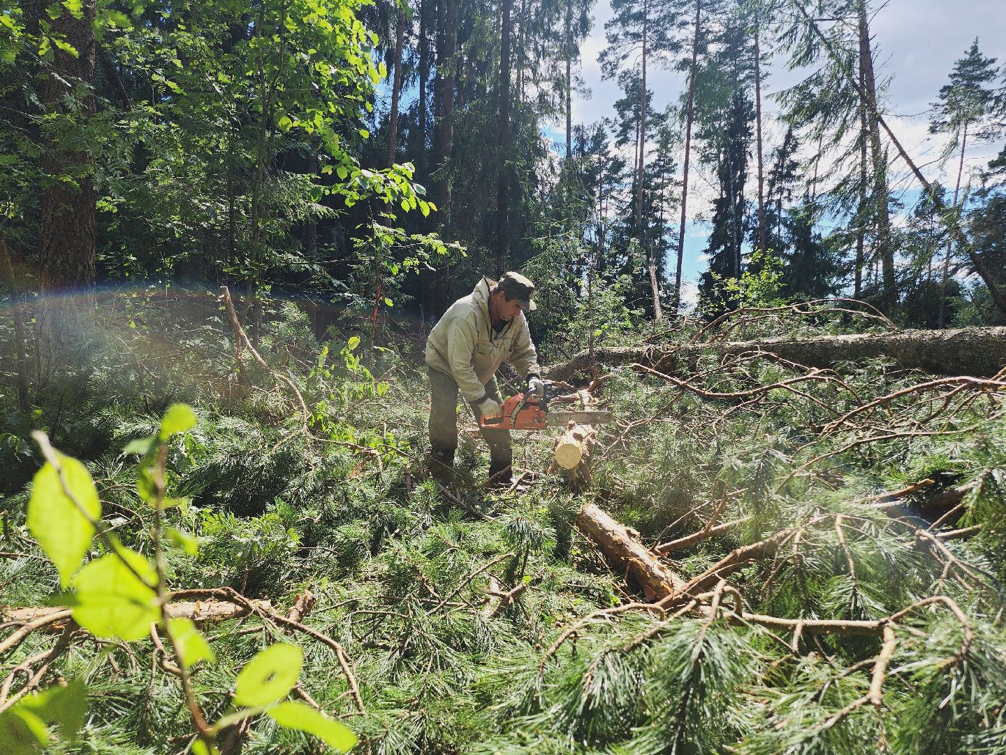 Егорьевск, Лес, егорьевское лесничество, лесники, ураган, подмосоковье, Московская область,