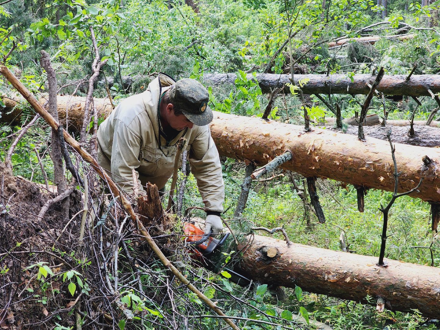 Егорьевск, Лес, егорьевское лесничество, лесники, ураган, подмосоковье, Московская область,