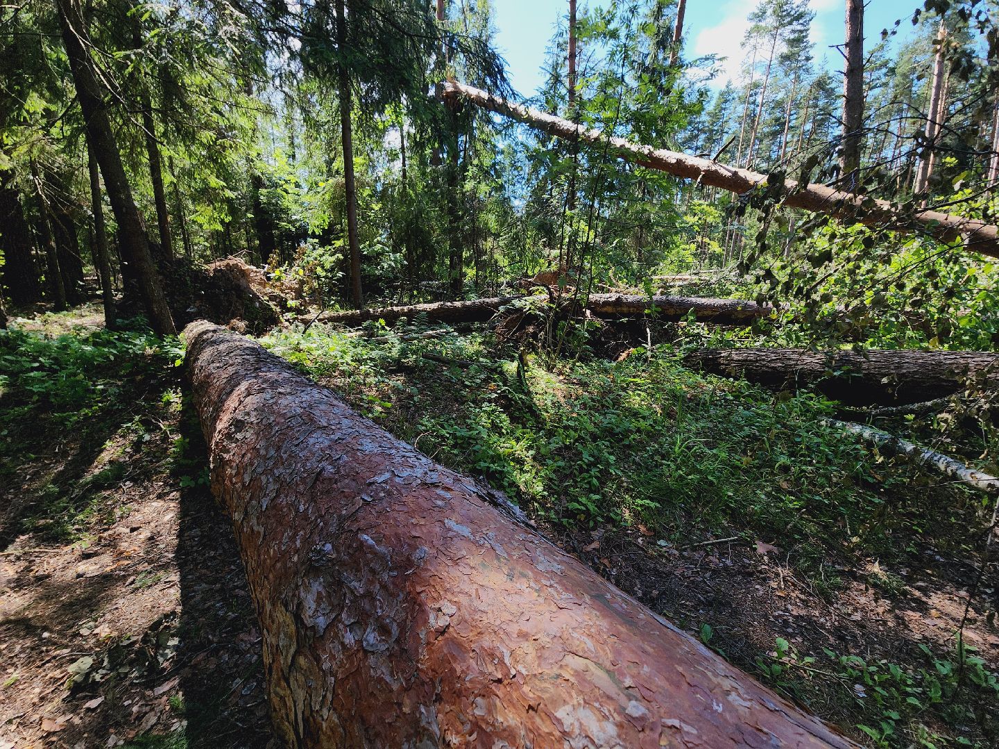 Егорьевск, Лес, егорьевское лесничество, лесники, ураган, подмосоковье, Московская область,