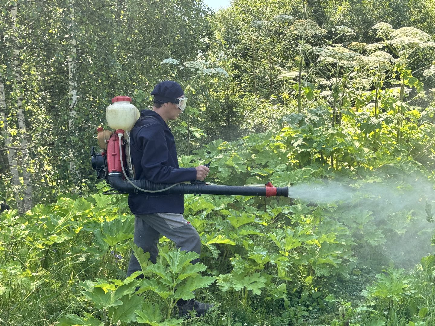 шаховская, борщевик, борщевик сосновского, борьба с борщевиком,