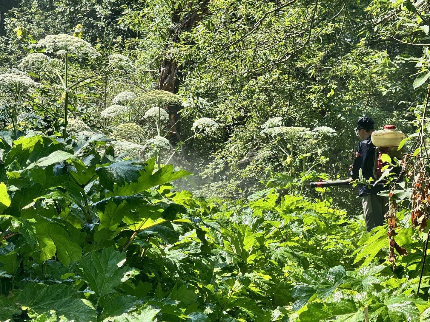 шаховская, борщевик, борщевик сосновского, борьба с борщевиком,