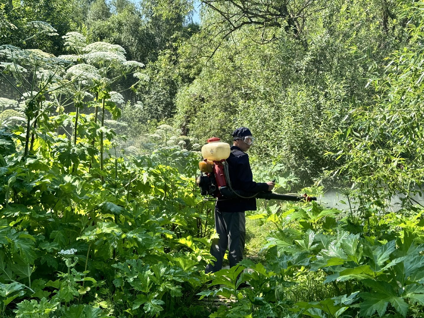 шаховская, борщевик, борщевик сосновского, борьба с борщевиком,