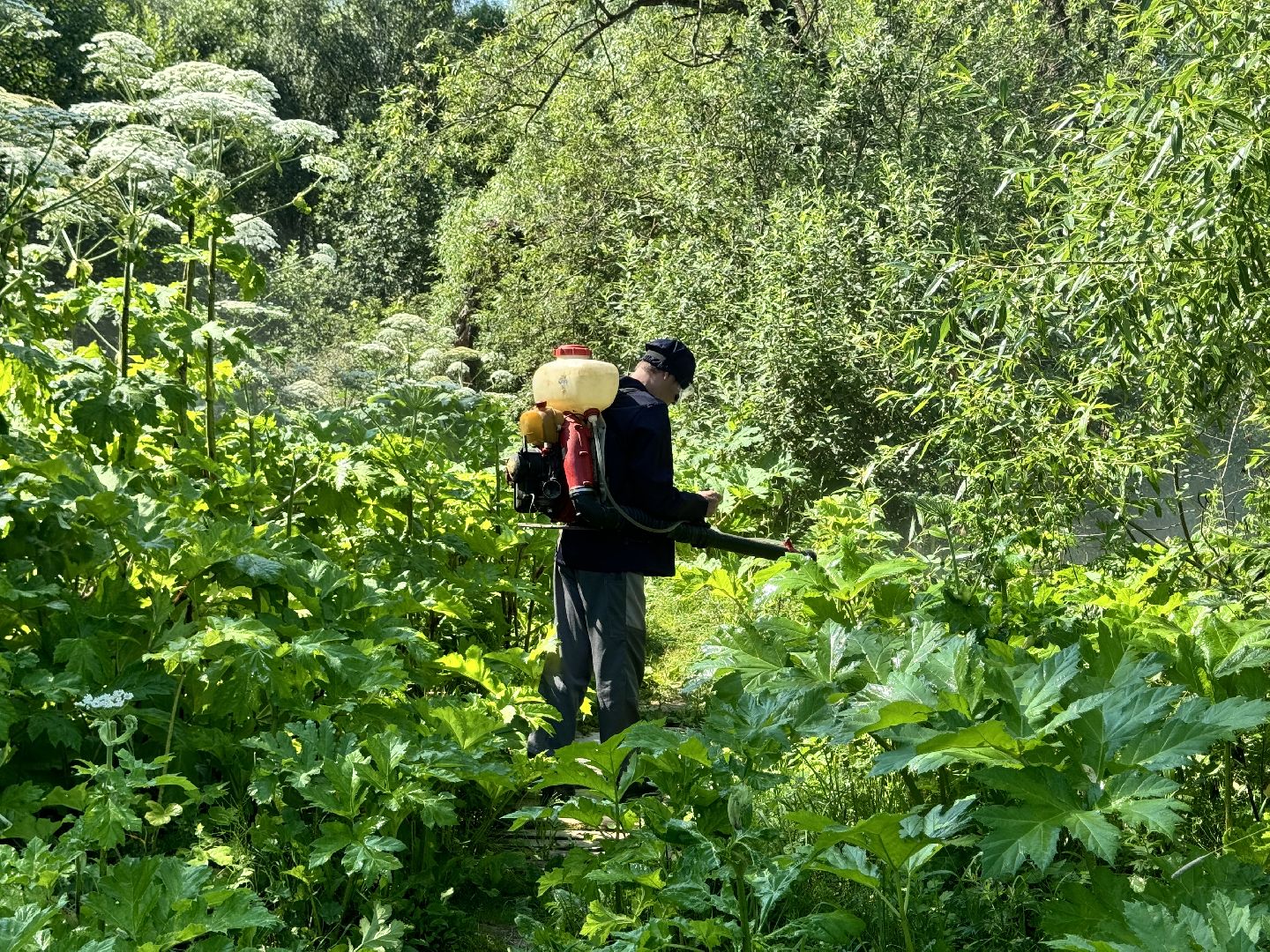 шаховская, борщевик, борщевик сосновского, борьба с борщевиком,