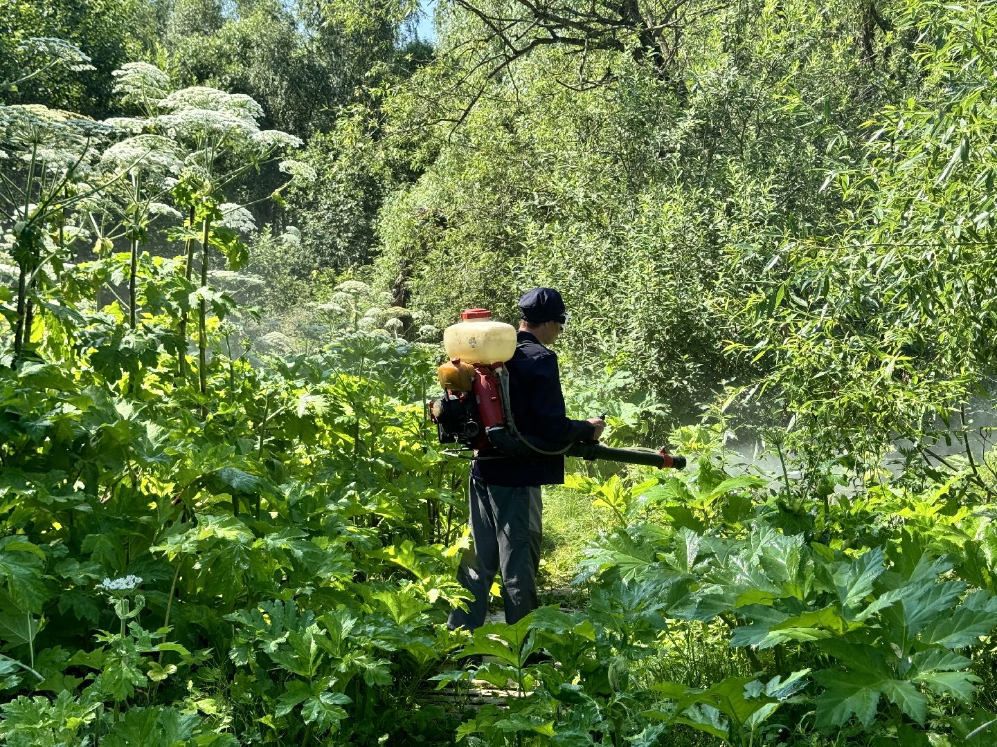 шаховская, борщевик, борщевик сосновского, борьба с борщевиком,