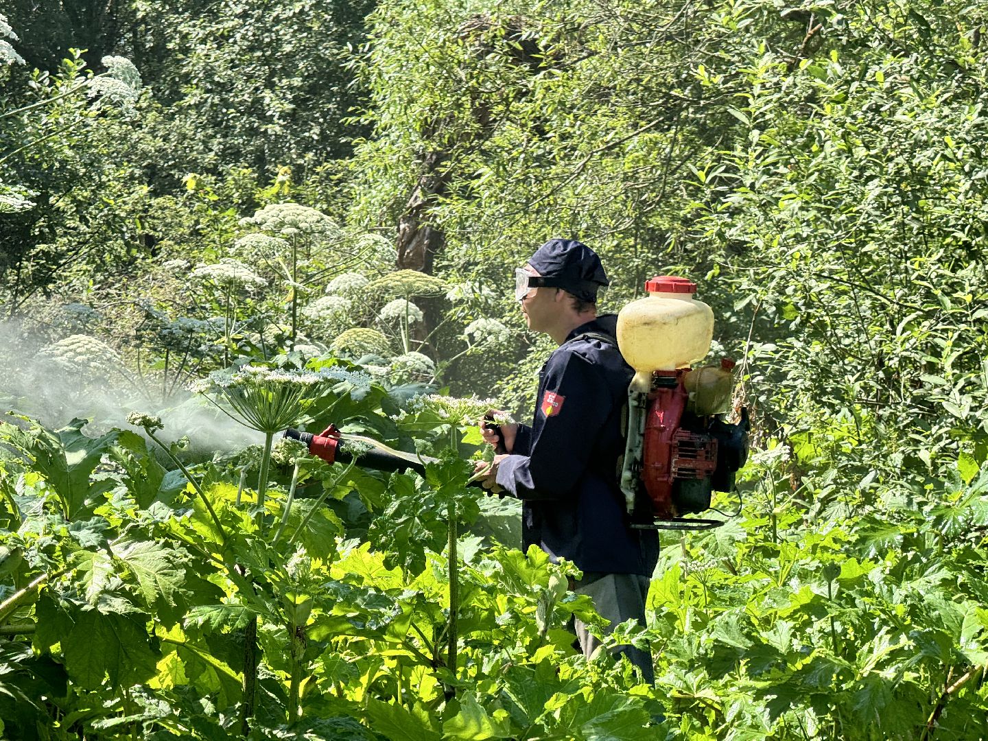 шаховская, борщевик, борщевик сосновского, борьба с борщевиком,