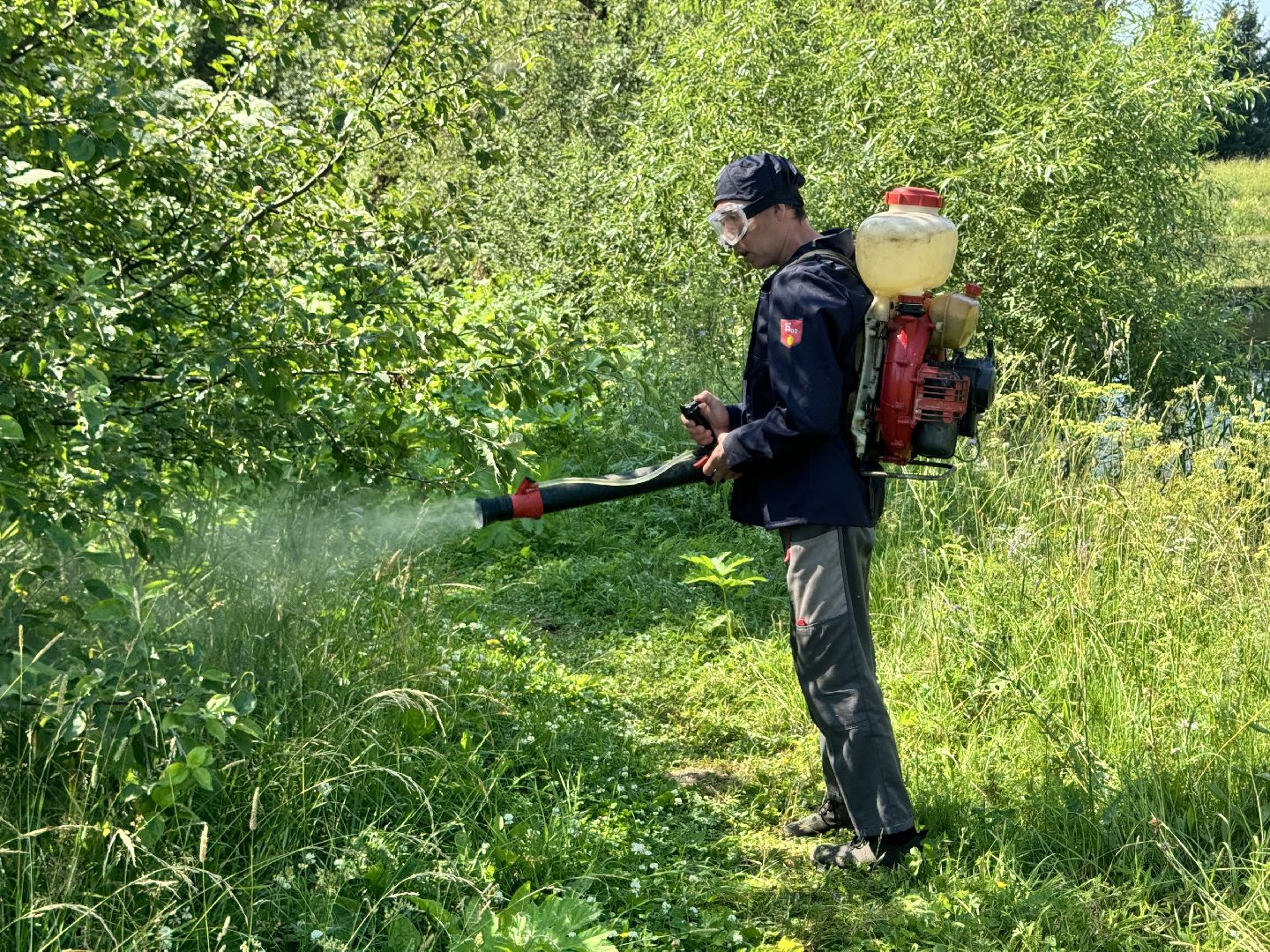 шаховская, борщевик, борщевик сосновского, борьба с борщевиком,