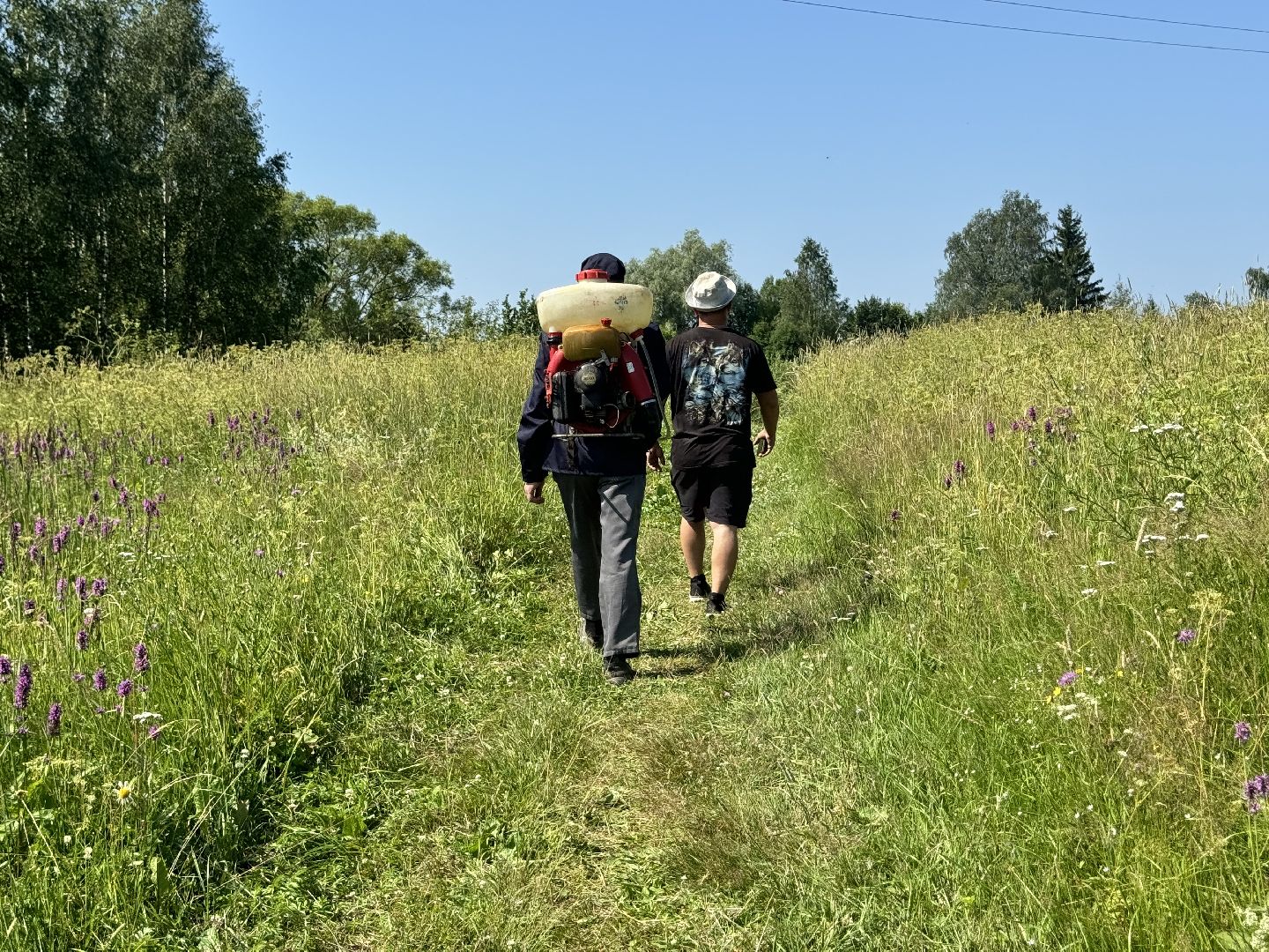 шаховская, борщевик, борщевик сосновского, борьба с борщевиком,