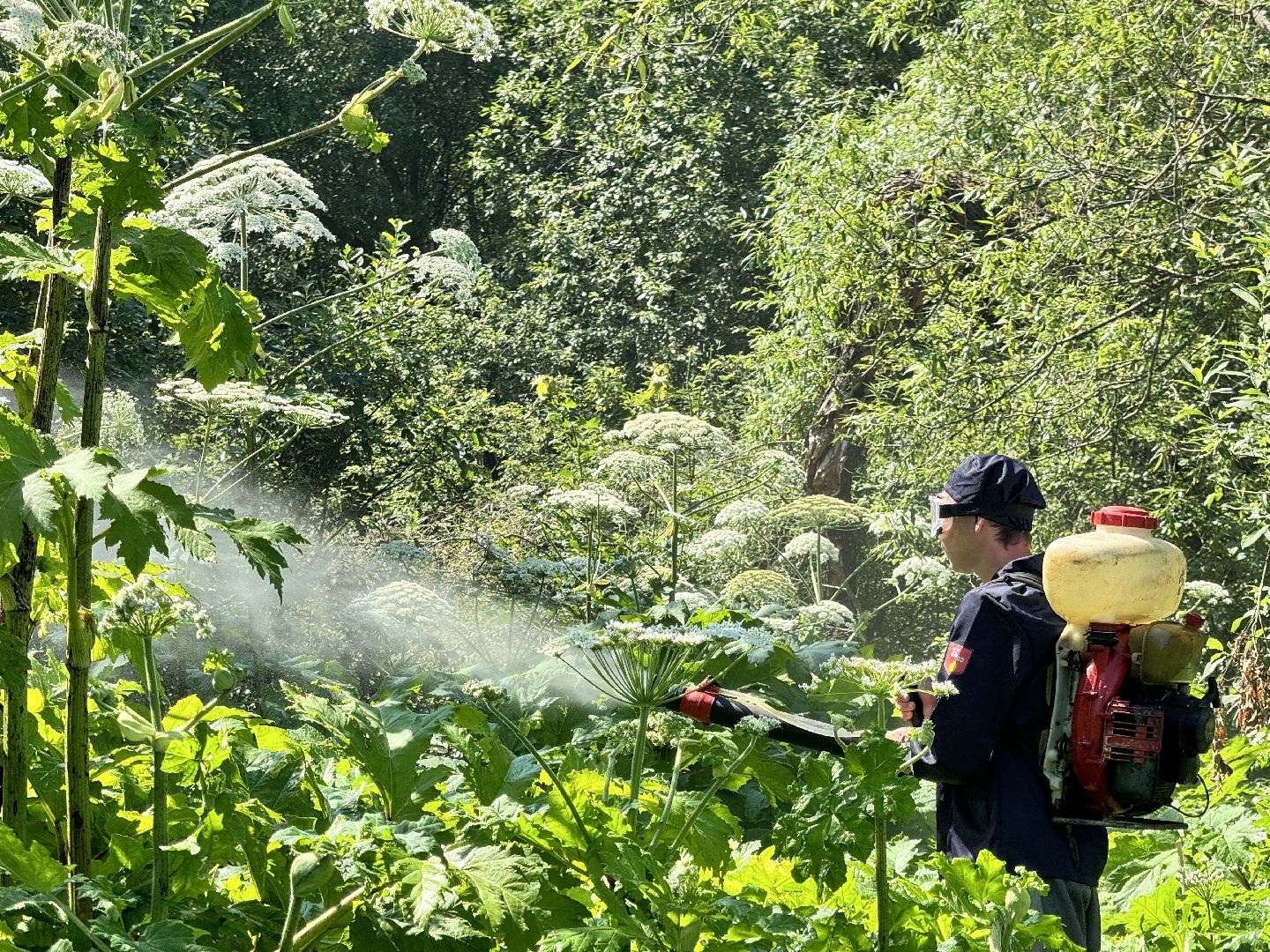 шаховская, борщевик, борщевик сосновского, борьба с борщевиком,