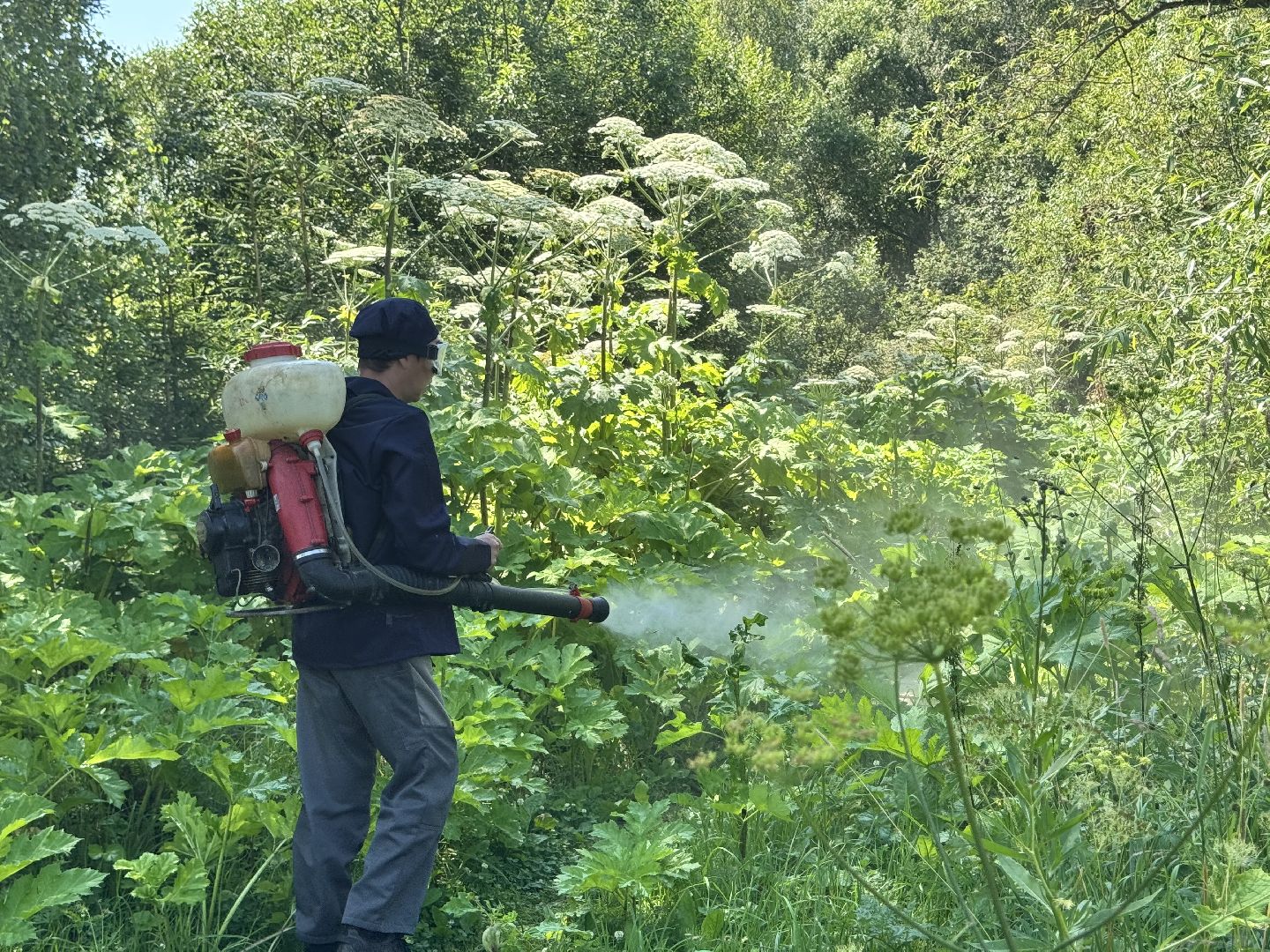 шаховская, борщевик, борщевик сосновского, борьба с борщевиком,