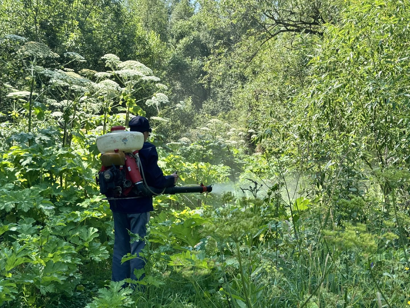 шаховская, борщевик, борщевик сосновского, борьба с борщевиком,