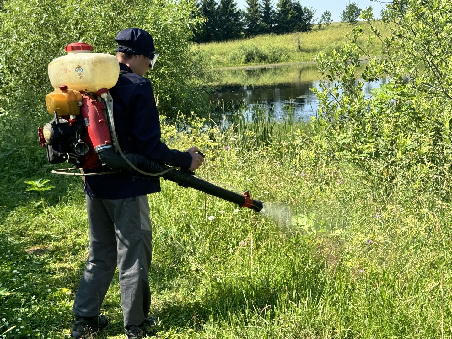 шаховская, борщевик, борщевик сосновского, борьба с борщевиком,
