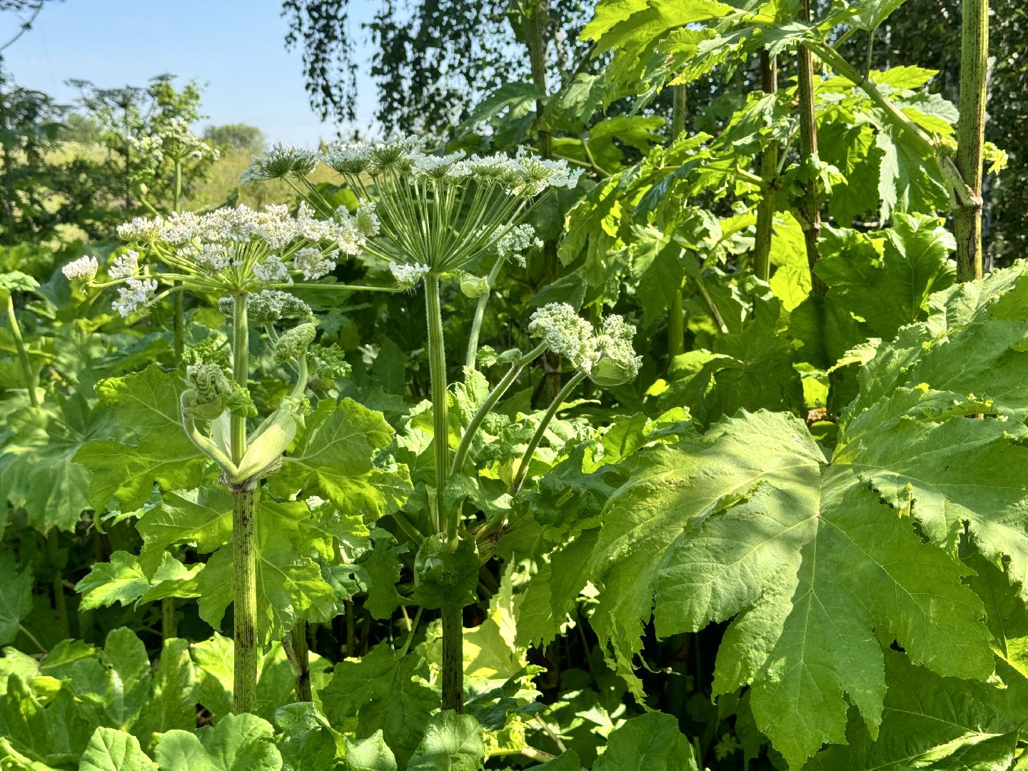 шаховская, борщевик, борщевик сосновского, борьба с борщевиком,