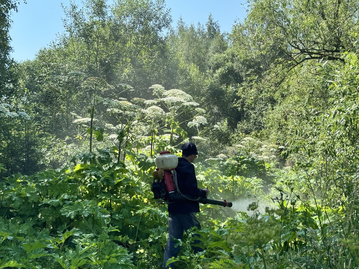 шаховская, борщевик, борщевик сосновского, борьба с борщевиком,