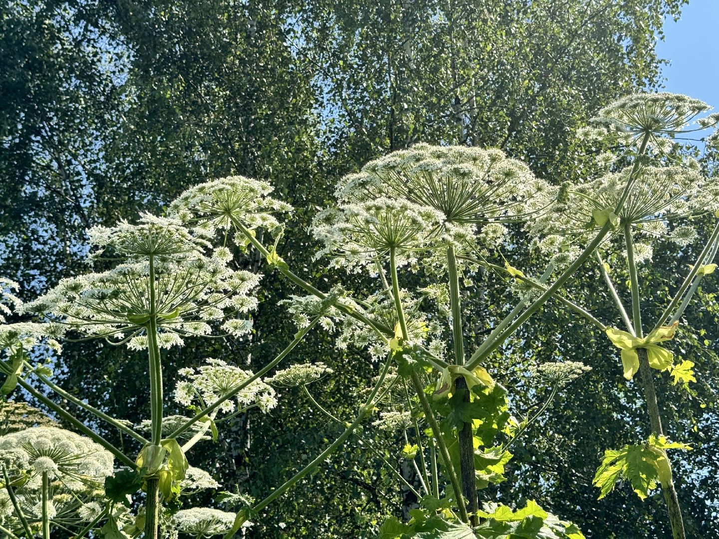 шаховская, борщевик, борщевик сосновского, борьба с борщевиком,