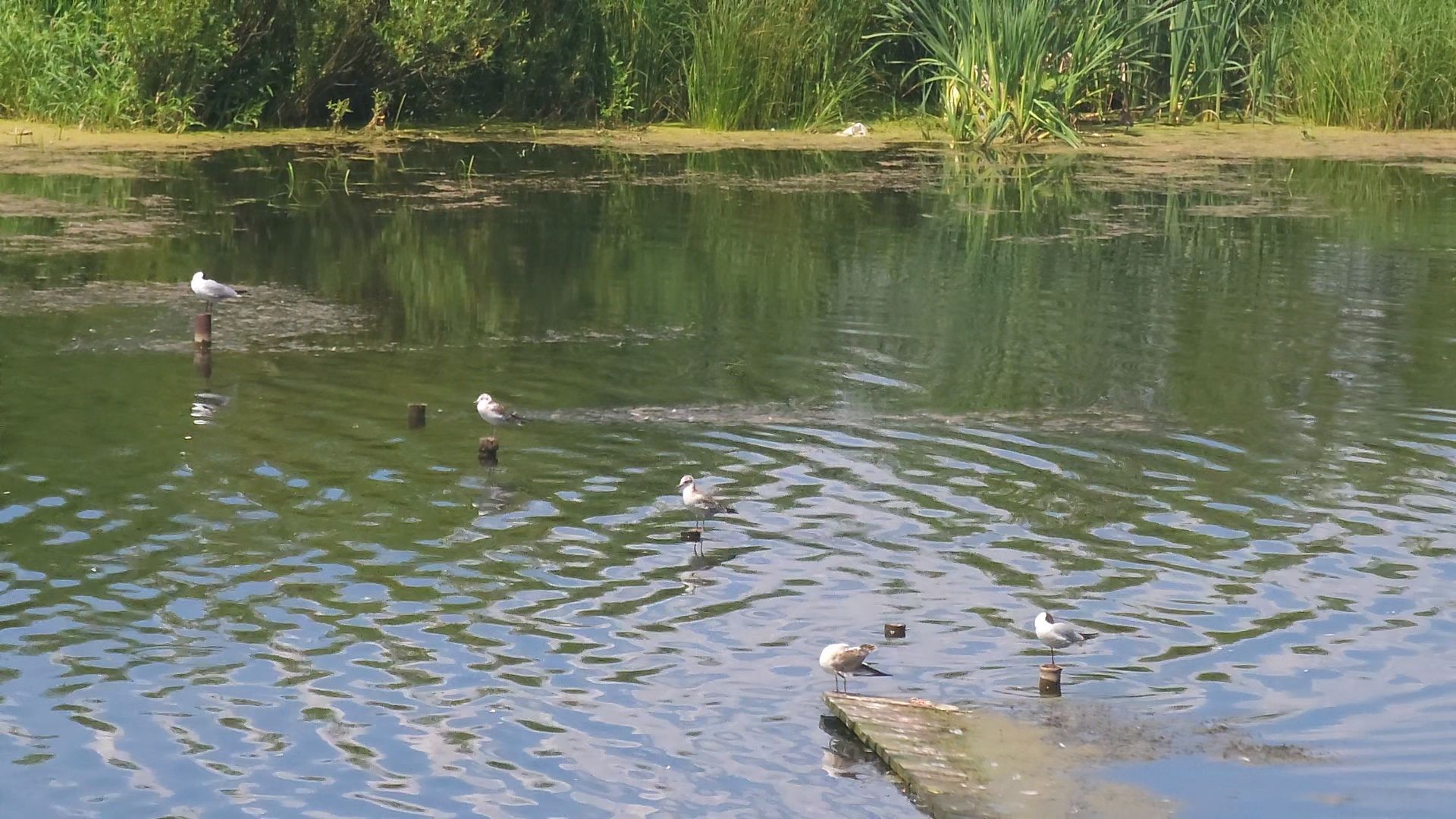 одинцово, экология, губернаторская программа, 100 прудов и озер, водоемы,