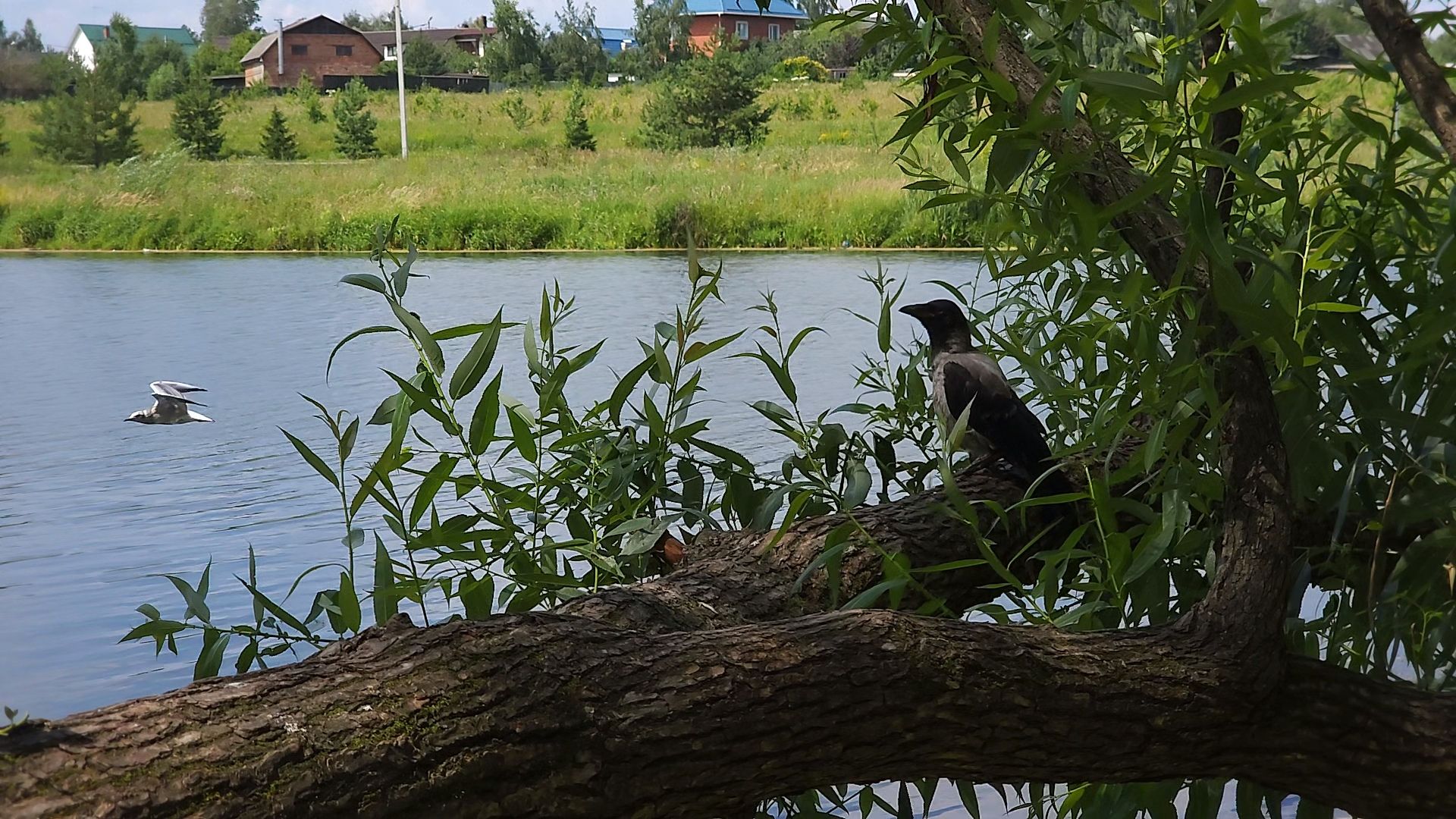 одинцово, экология, губернаторская программа, 100 прудов и озер, водоемы,