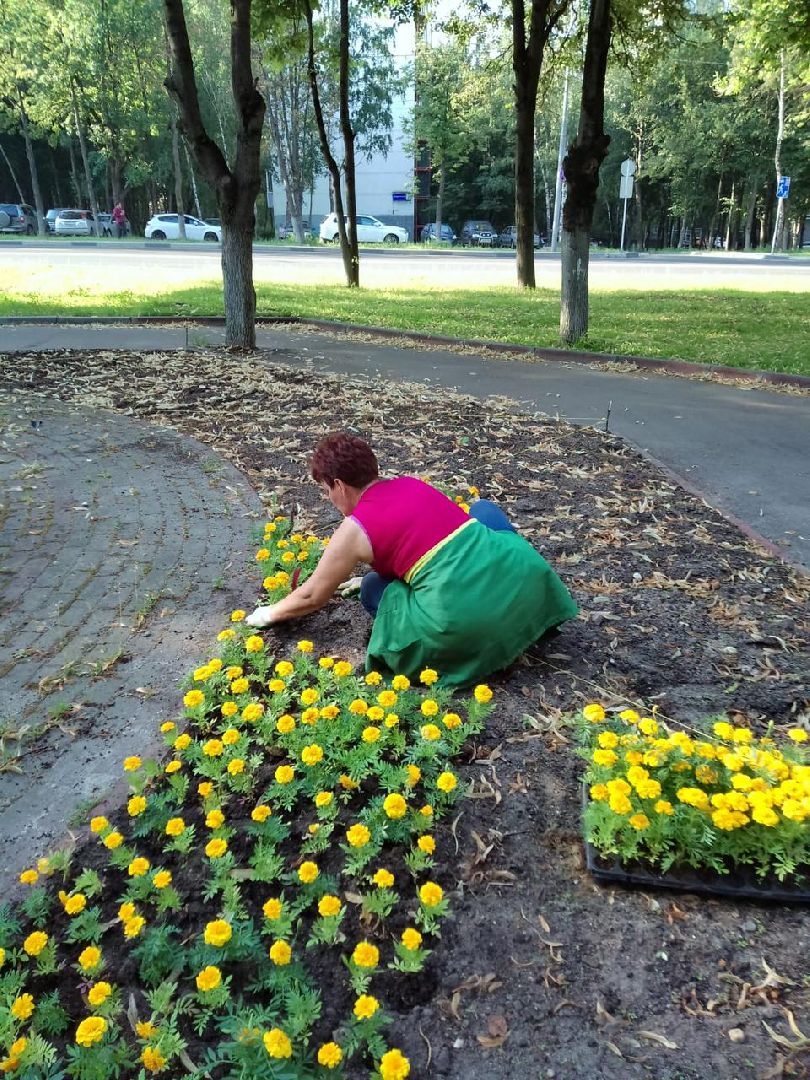 пушкино, озеленение города, благоустройство, газон, трава, цветы,