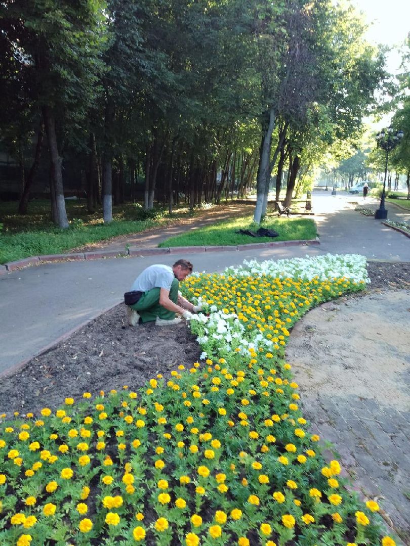 пушкино, озеленение города, благоустройство, газон, трава, цветы,