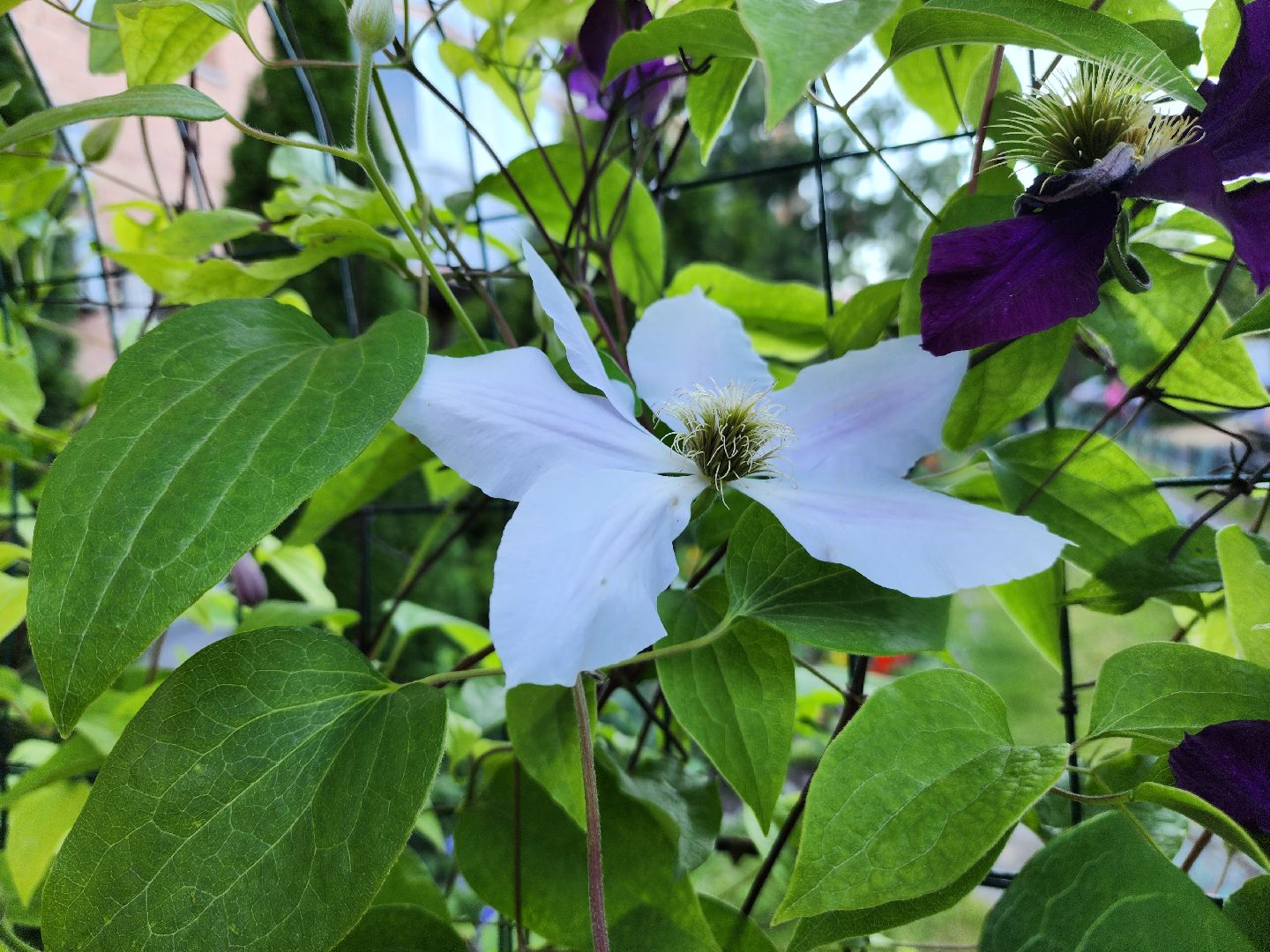 долгожительница, долгожители подмосковья, тсж, садовник, красногорск,