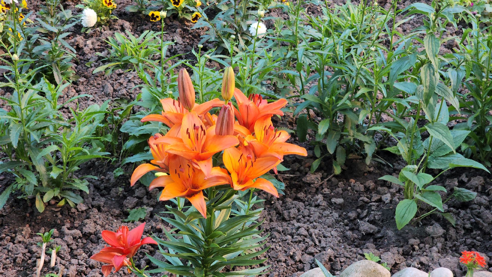 долгожительница, долгожители подмосковья, тсж, садовник, красногорск,