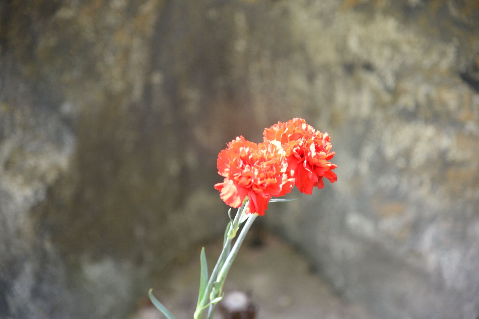 лотошино, лотошинский парк, день ветеранов боевых действий, парки подмосковья, боевое братство,