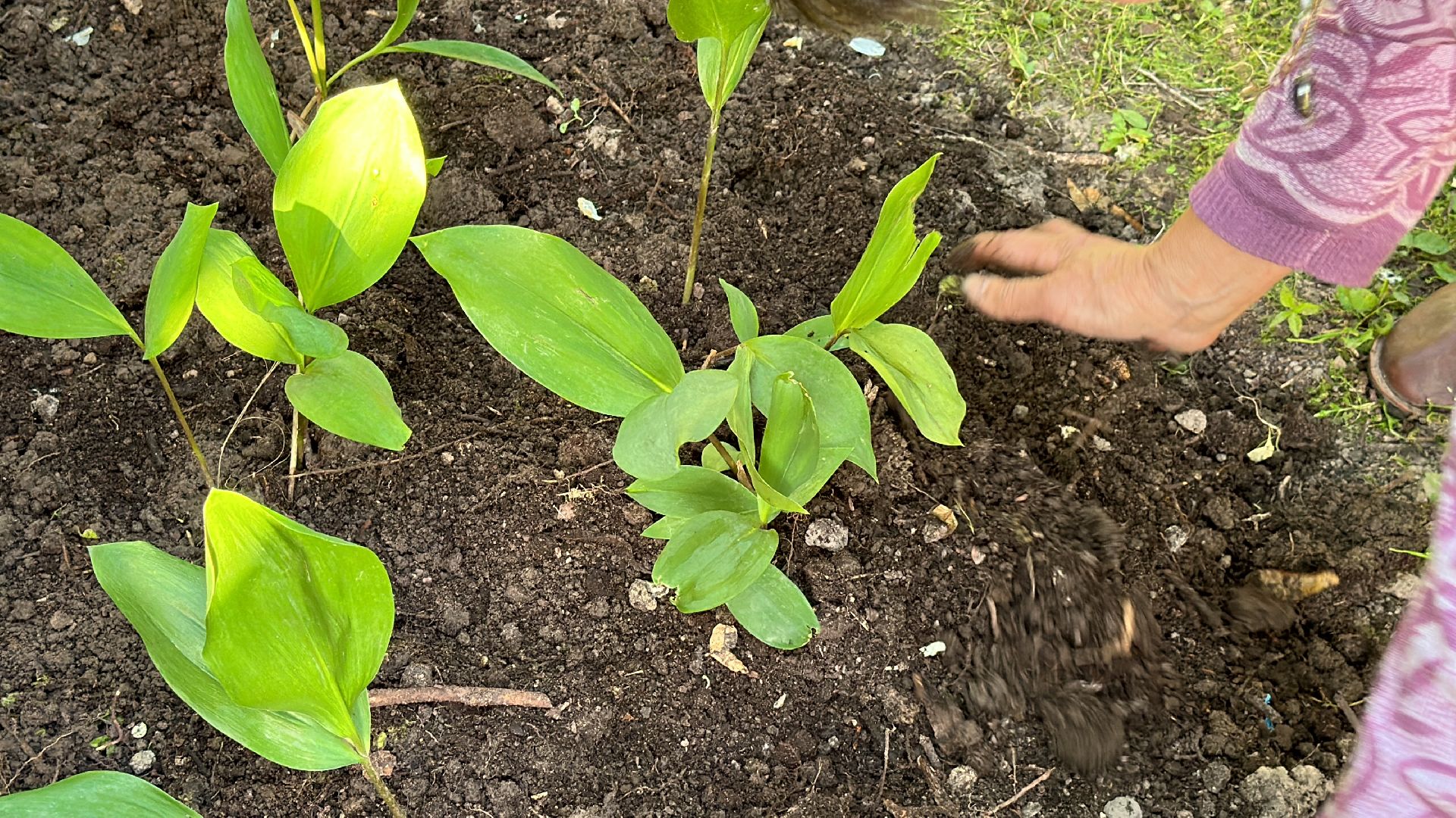 Клин, общество, дети, цветы, фестивали, Подмосковье,